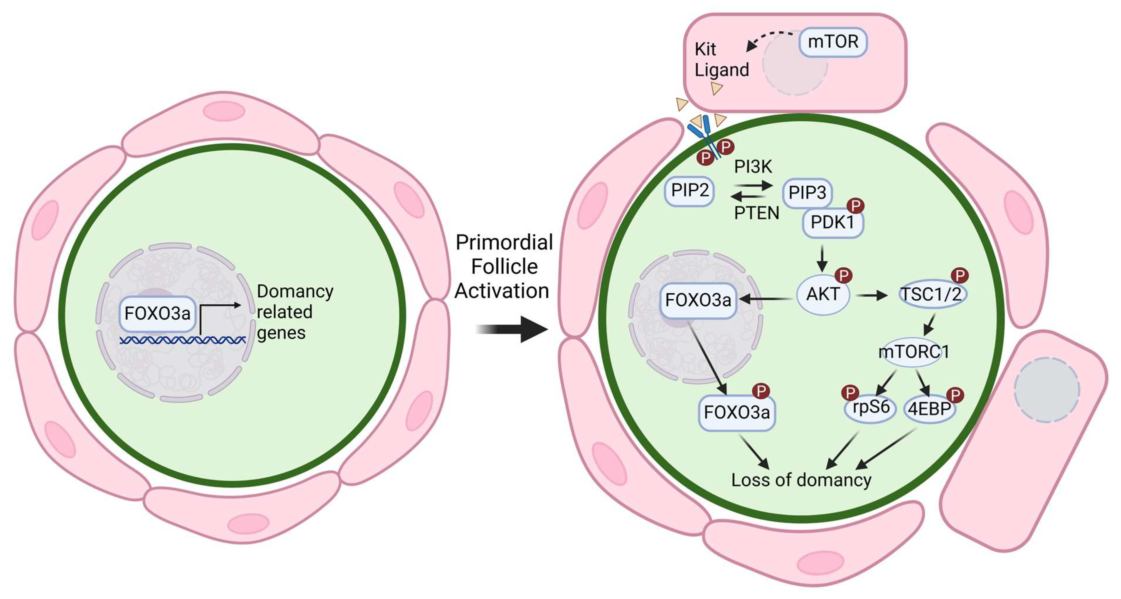 Cells 14 00355 g001 Cells 14 00355 g001