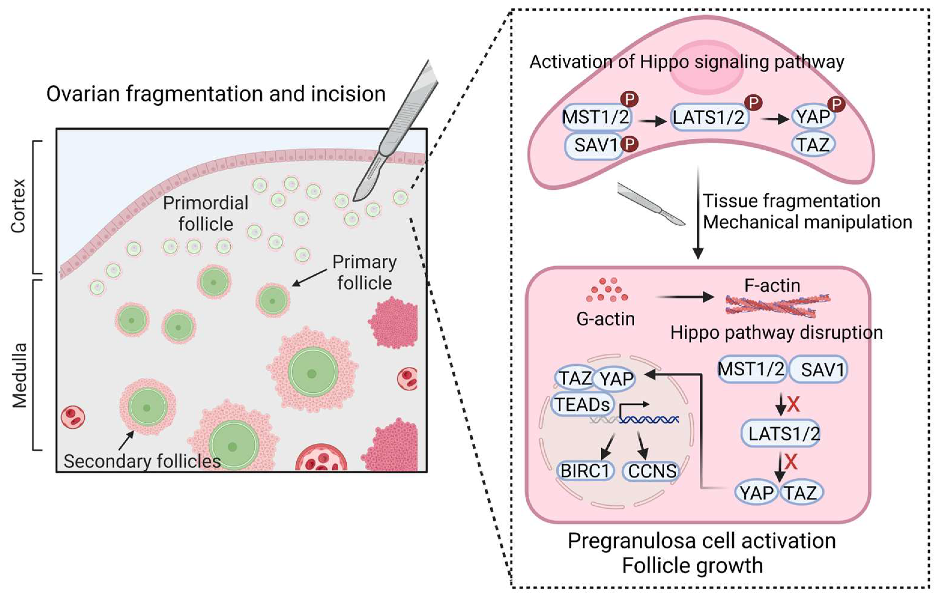 Cells 14 00355 g002 Cells 14 00355 g002