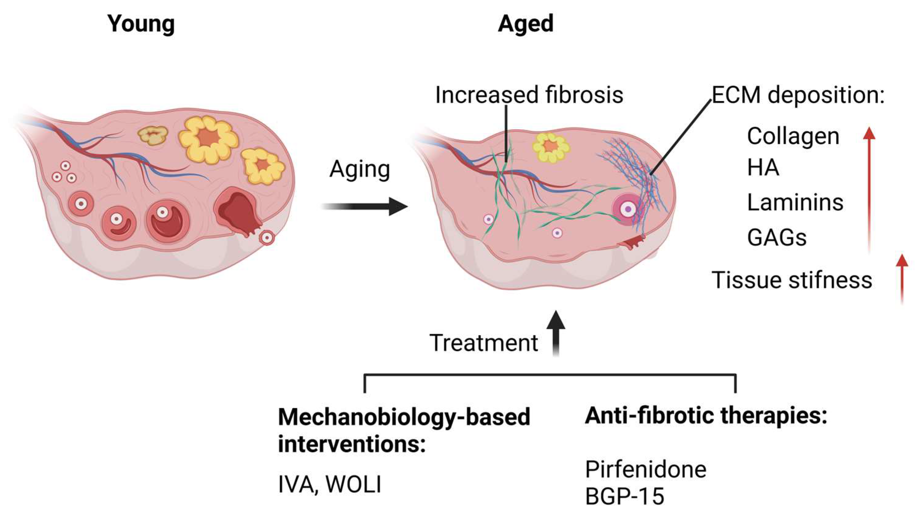 Cells 14 00355 g004 Cells 14 00355 g004