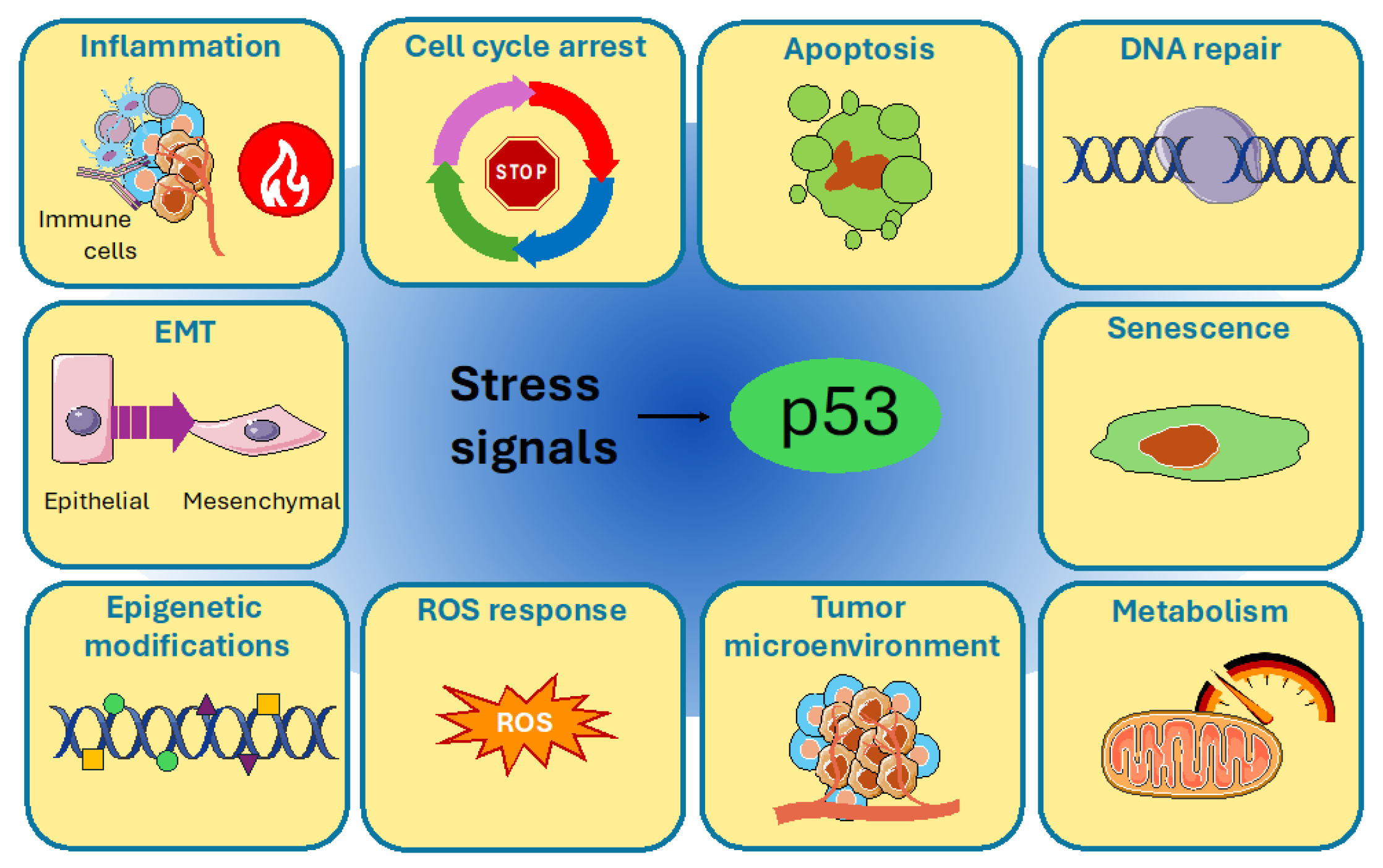 Cells 14 00363 g001