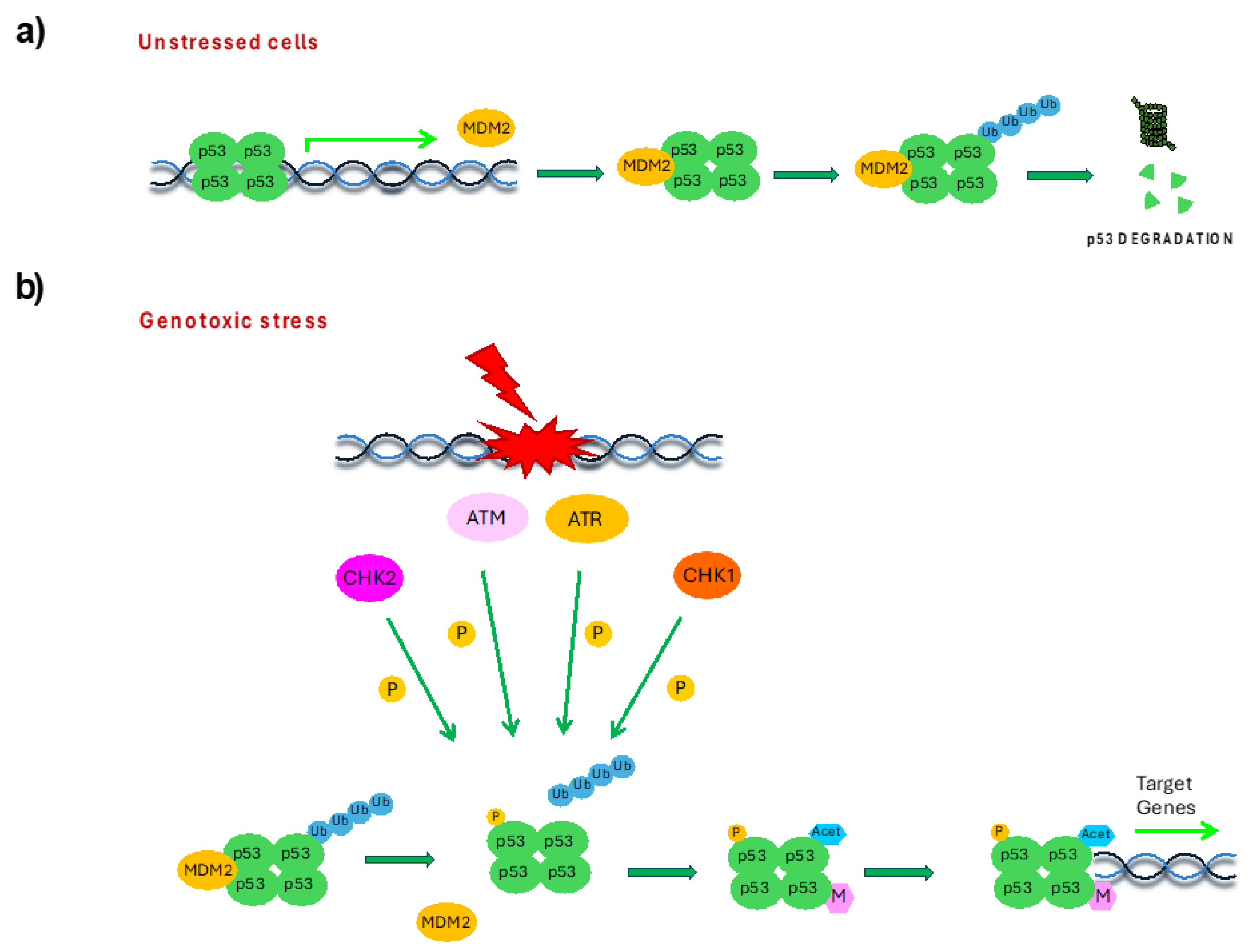 Cells 14 00363 g003