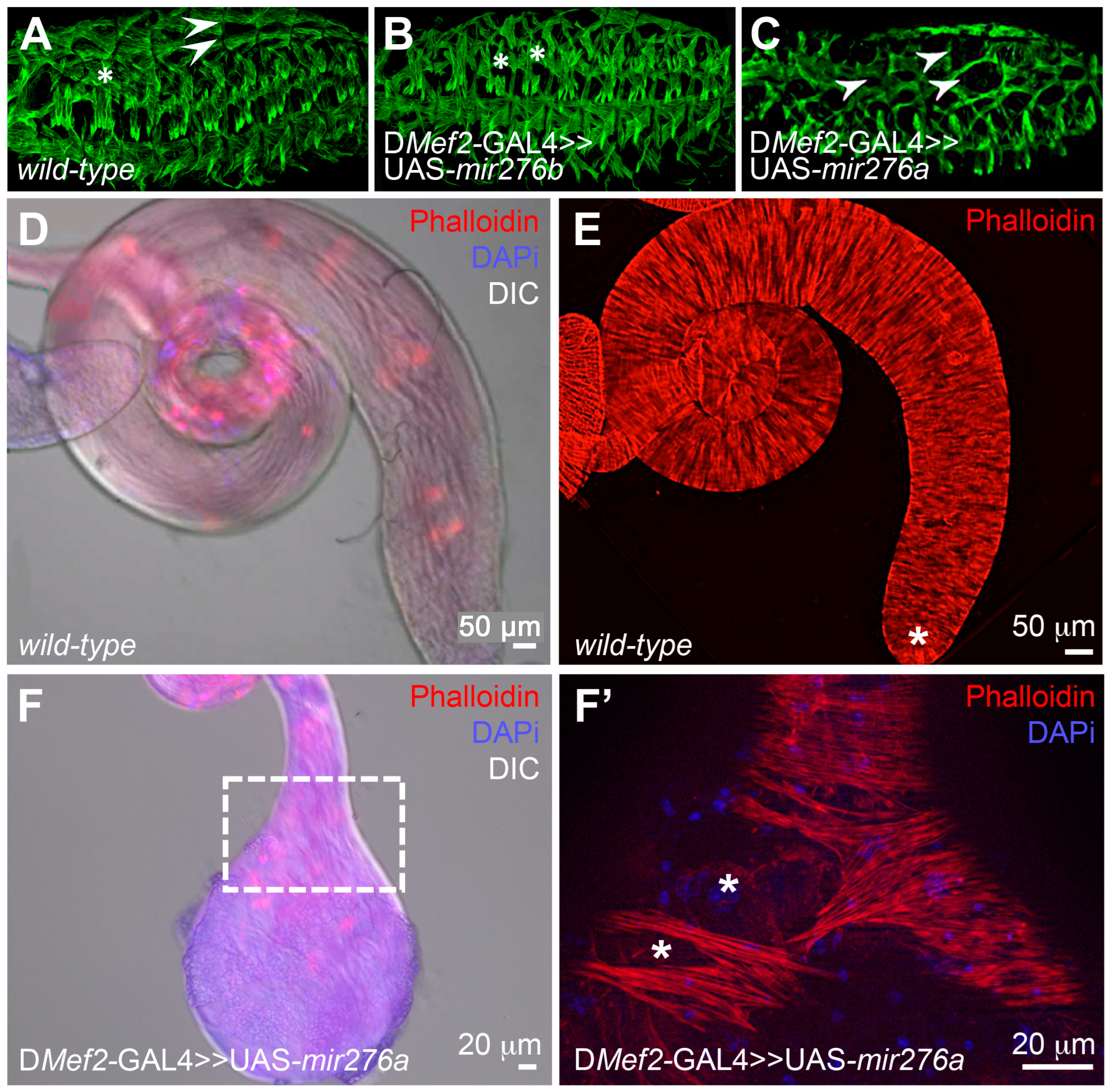 Cells 14 00368 g001 Cells 14 00368 g001