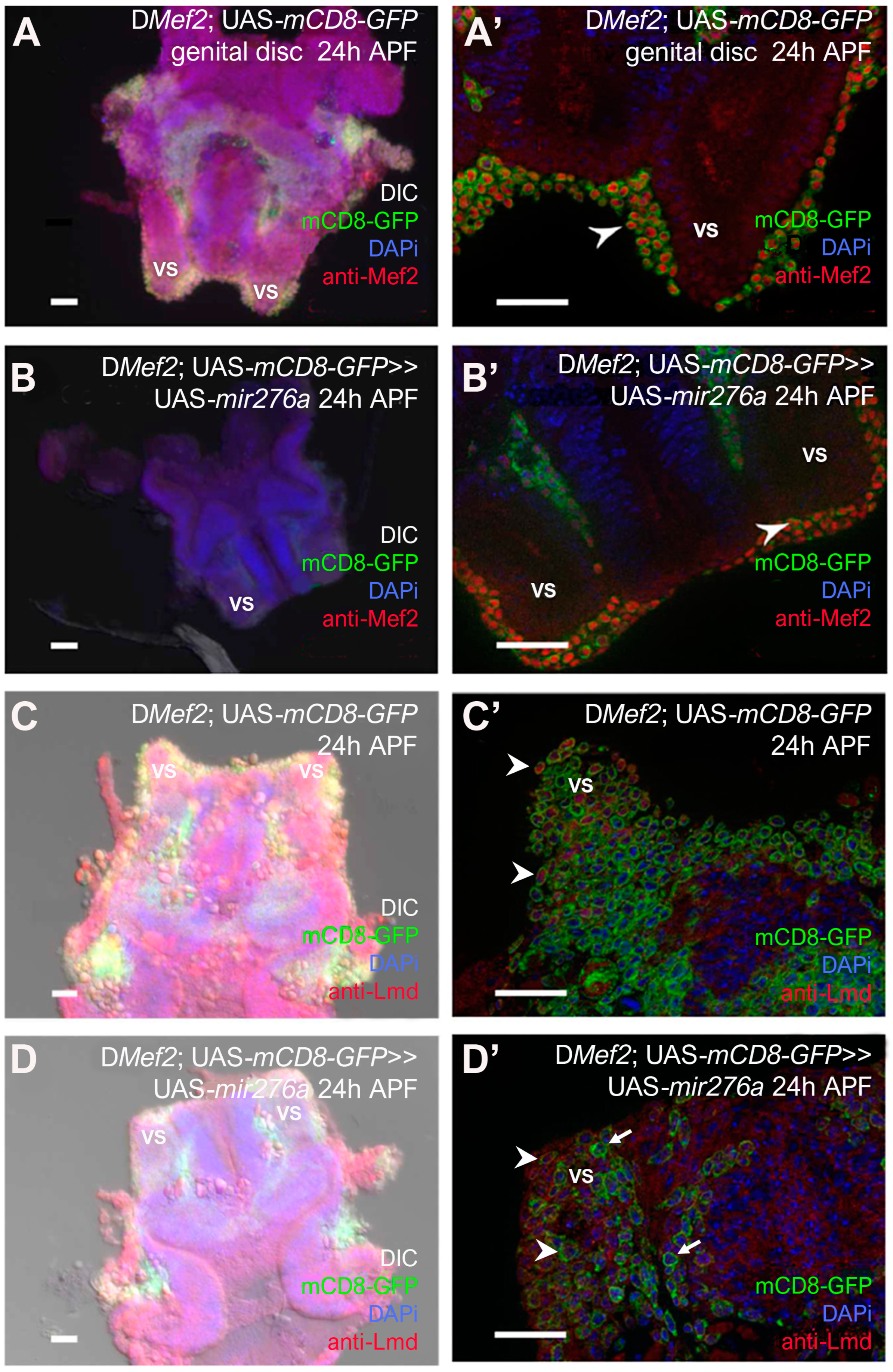 Cells 14 00368 g002 Cells 14 00368 g002