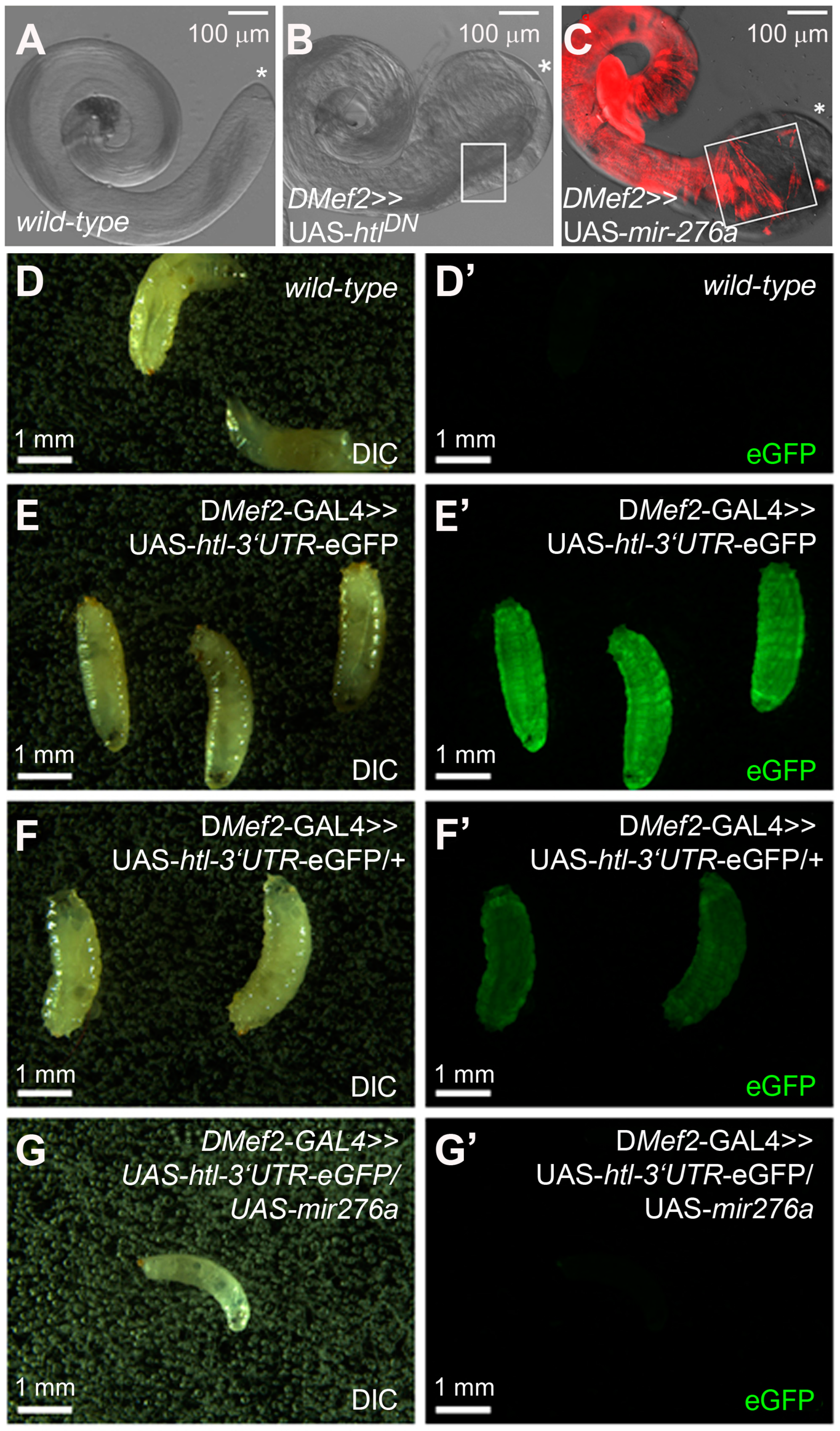 Cells 14 00368 g003 Cells 14 00368 g003