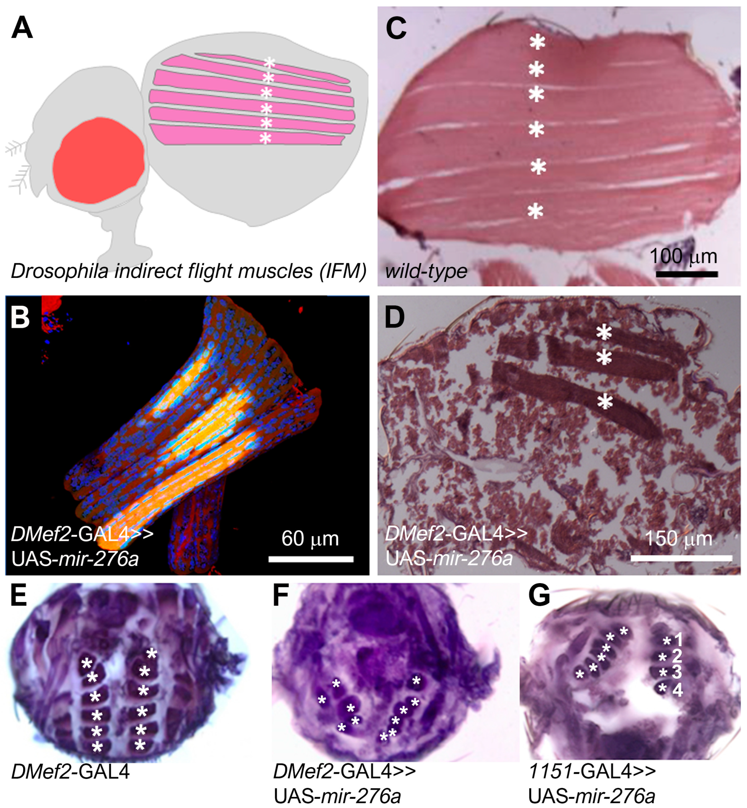 Cells 14 00368 g004 Cells 14 00368 g004