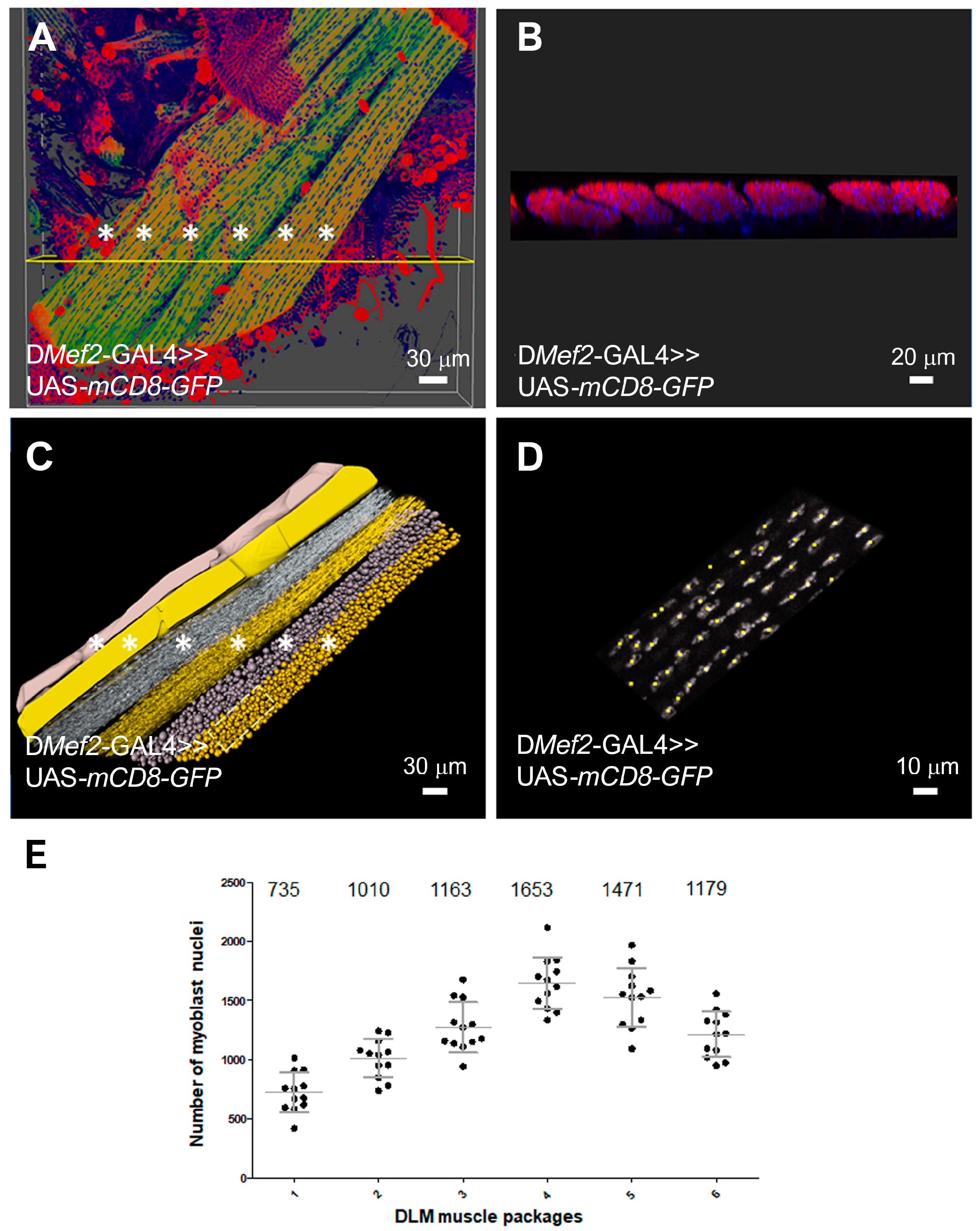 Cells 14 00368 g005 Cells 14 00368 g005