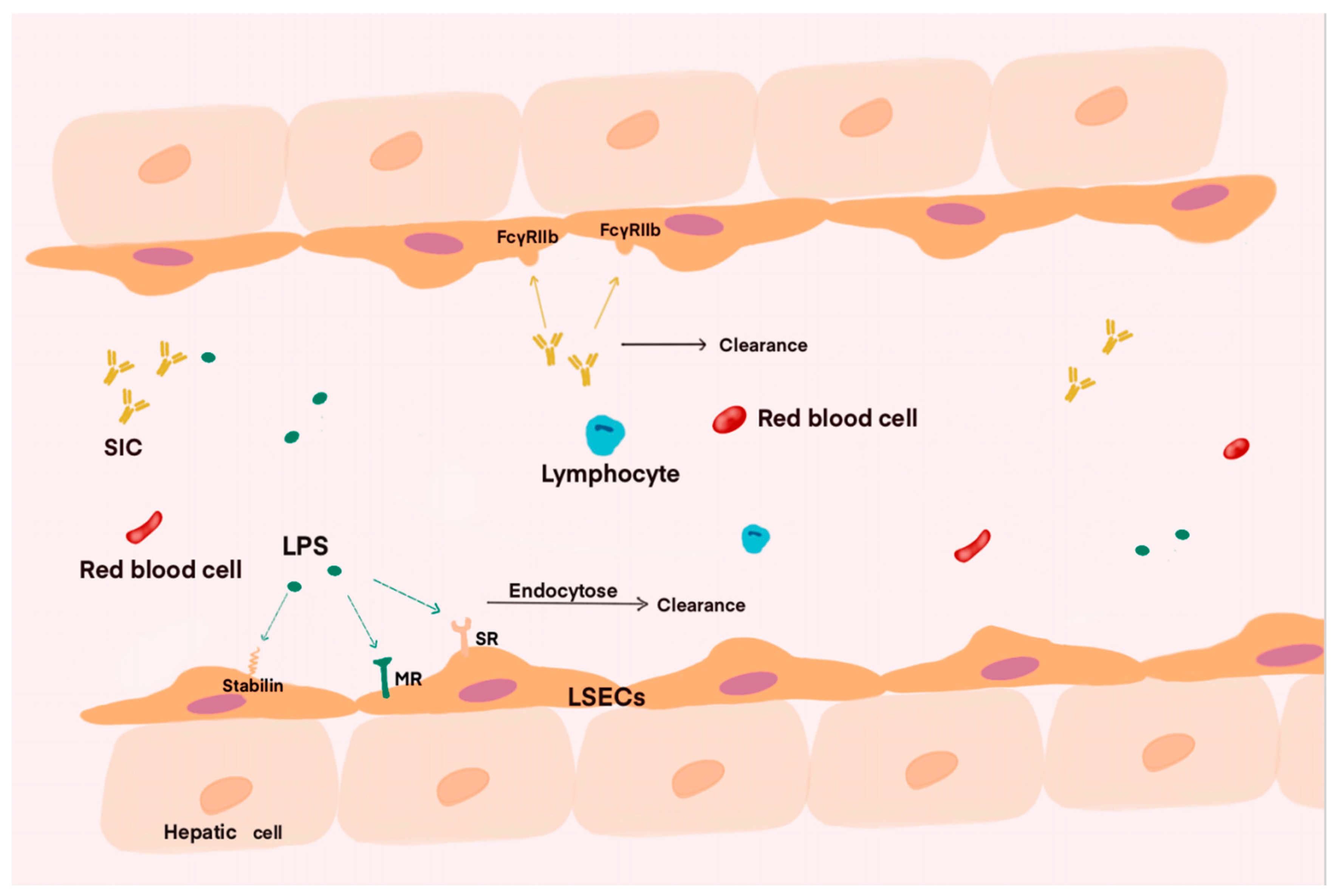 Cells 14 00373 g001 Cells 14 00373 g001