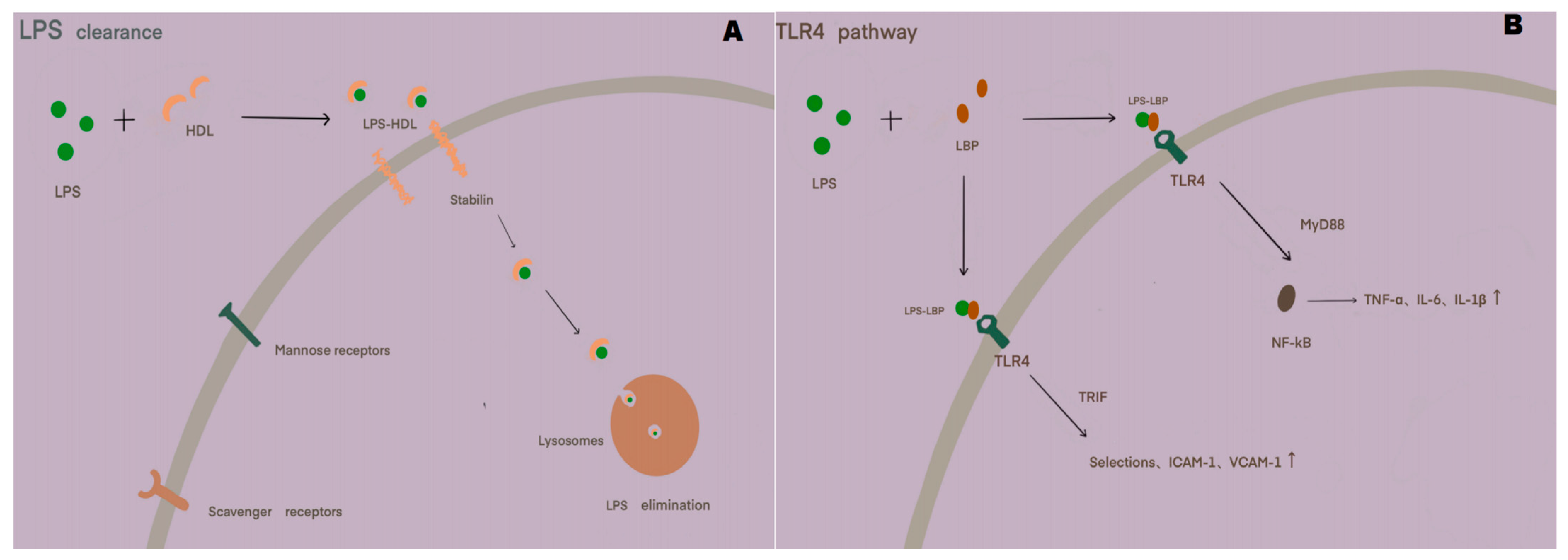Cells 14 00373 g002 Cells 14 00373 g002
