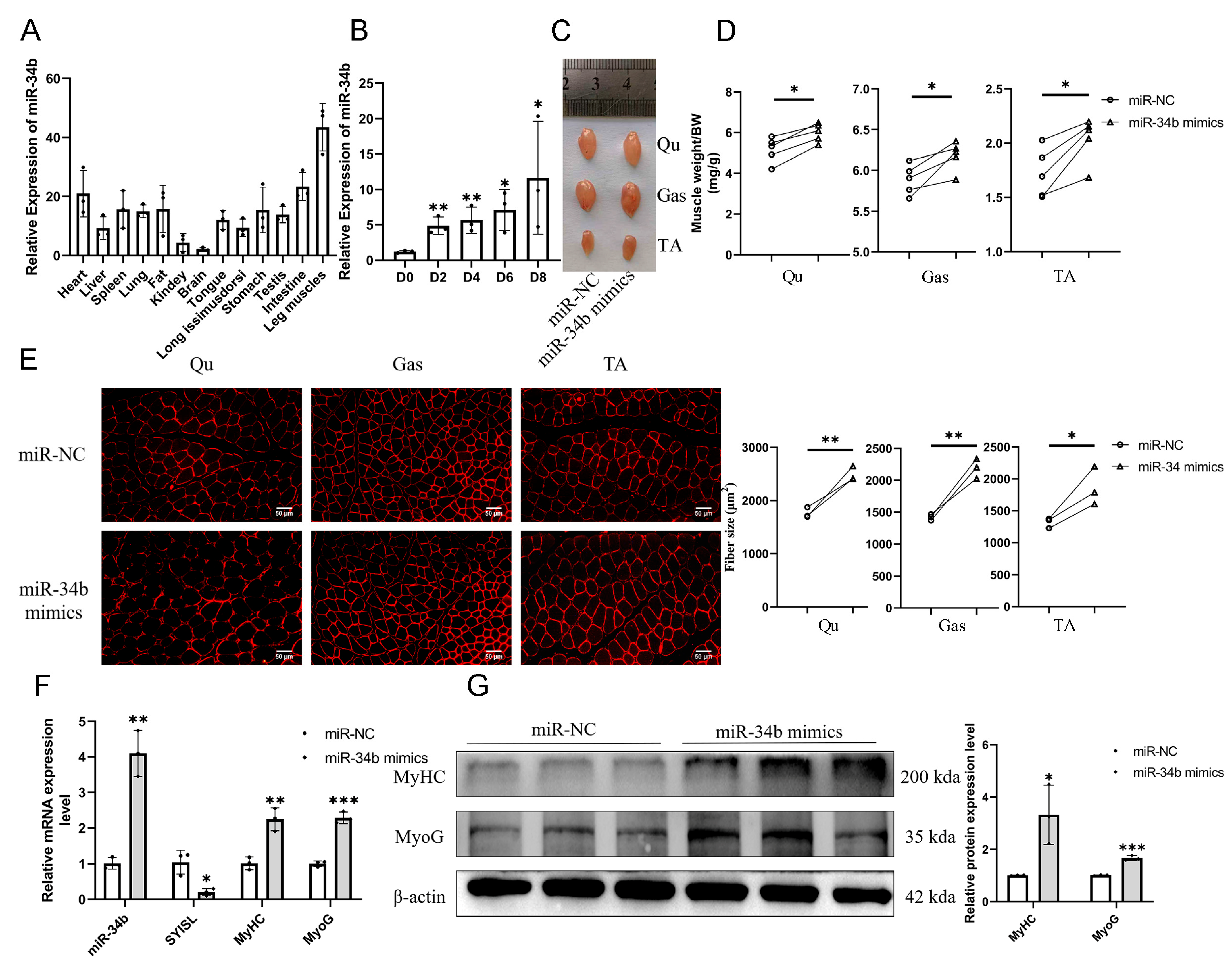 Cells 14 00379 g001 Cells 14 00379 g001