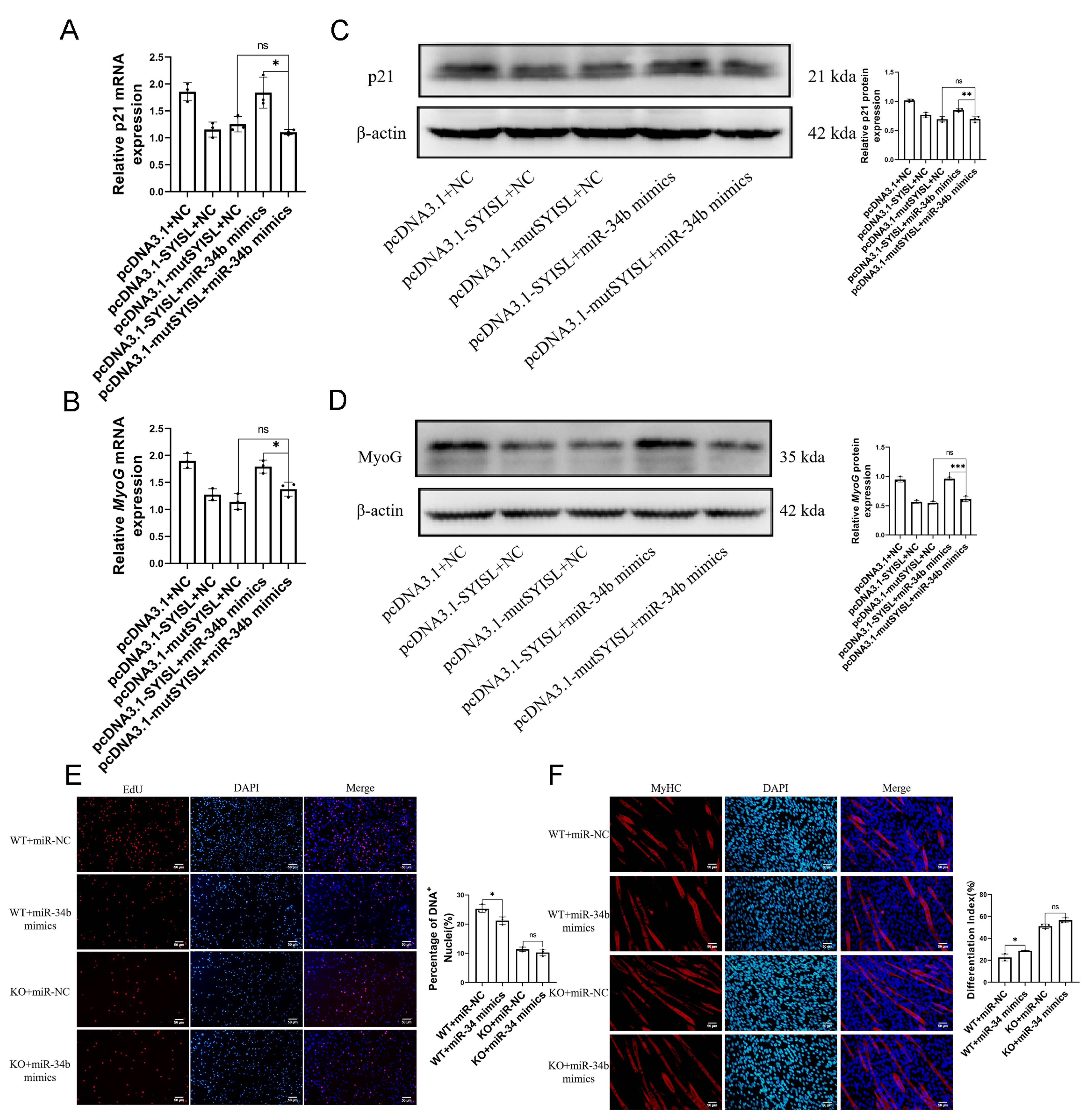 Cells 14 00379 g005 Cells 14 00379 g005