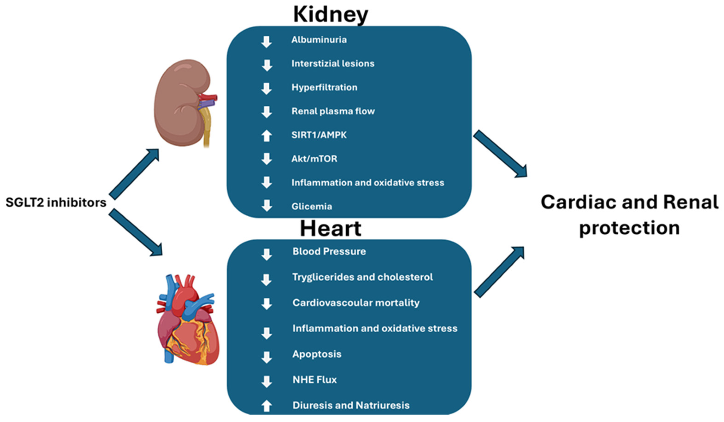 Cells 14 00387 g002 Cells 14 00387 g002