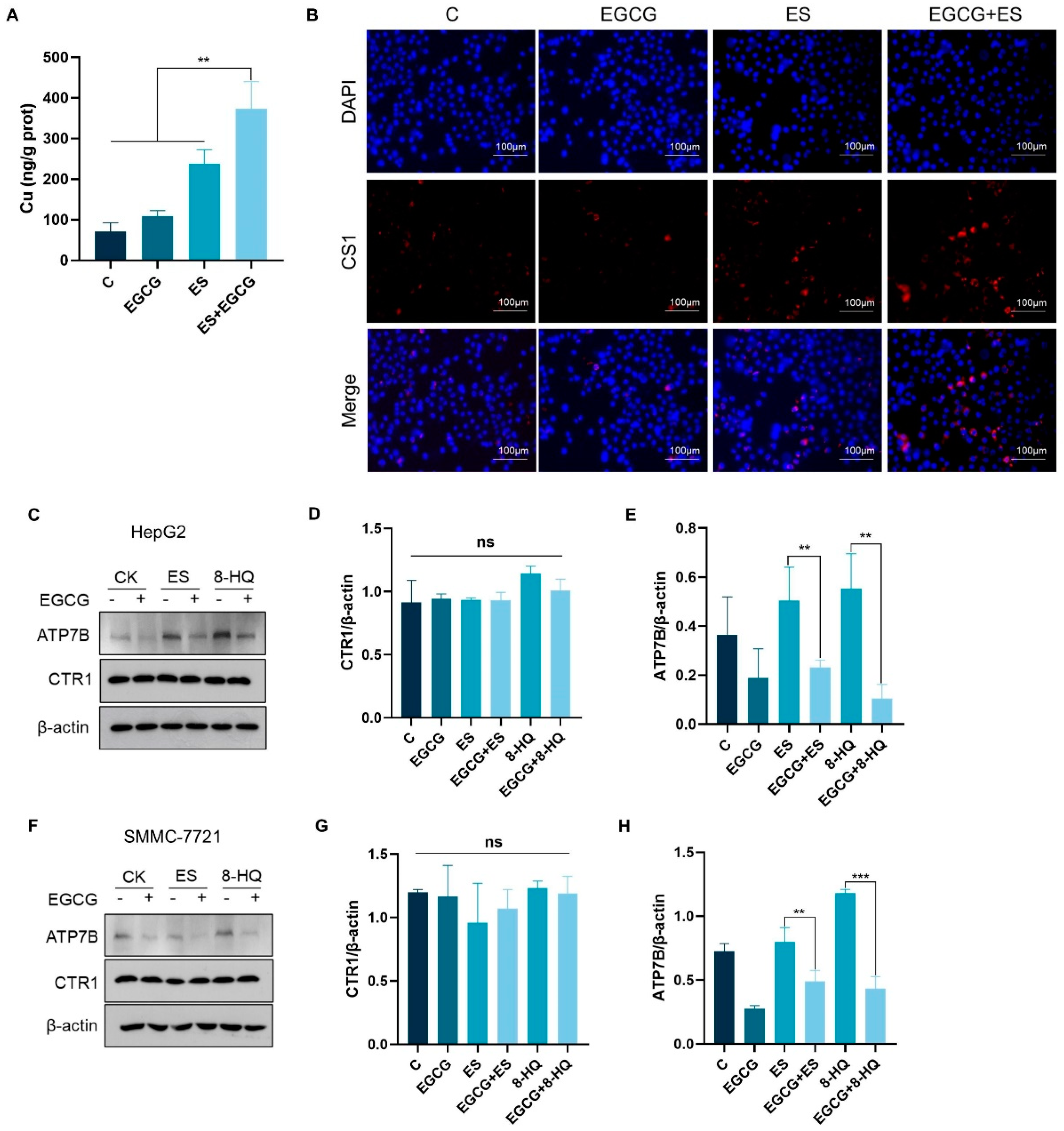 Cells 14 00391 g003 Cells 14 00391 g003