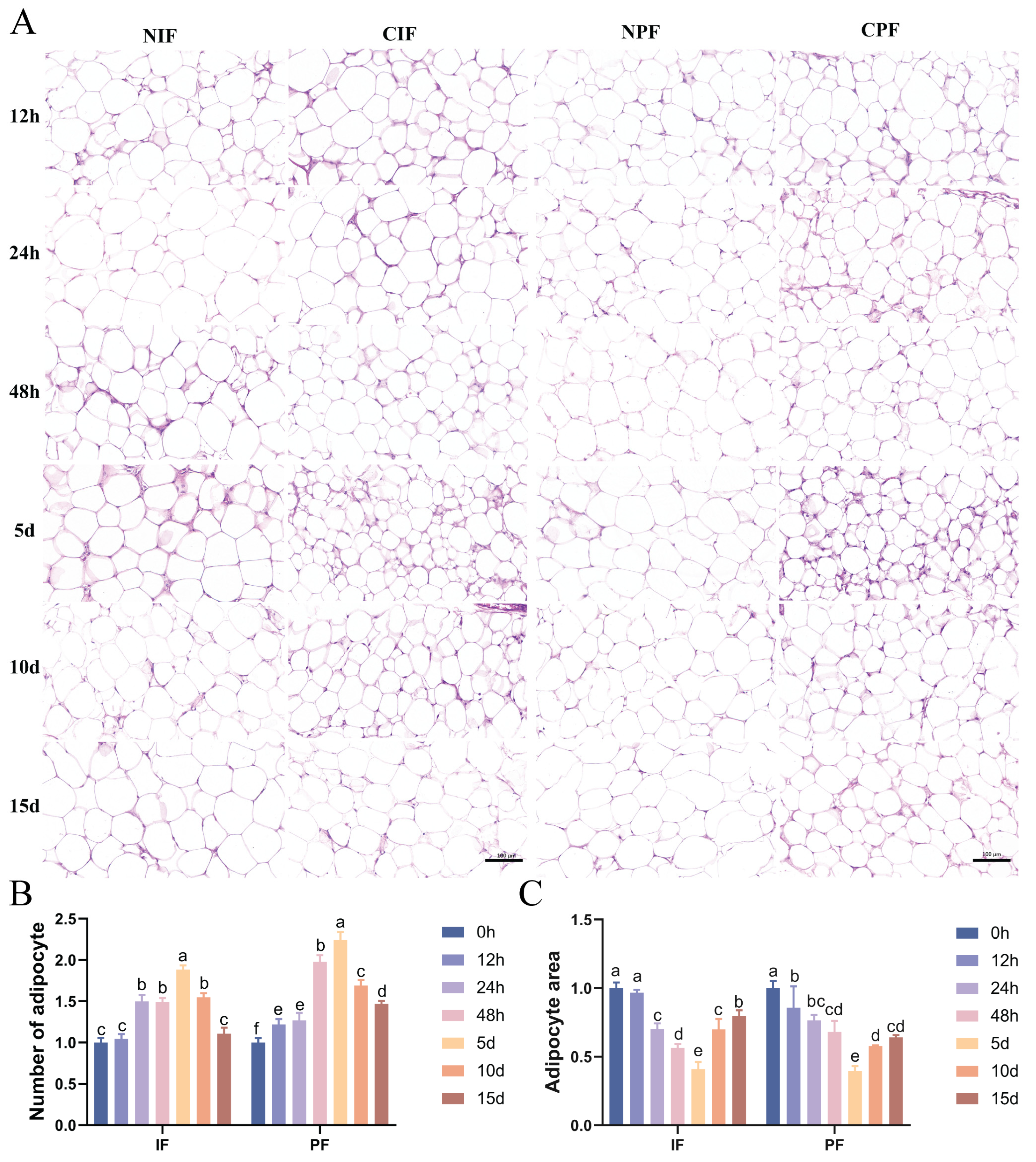 Cells 14 00392 g001a