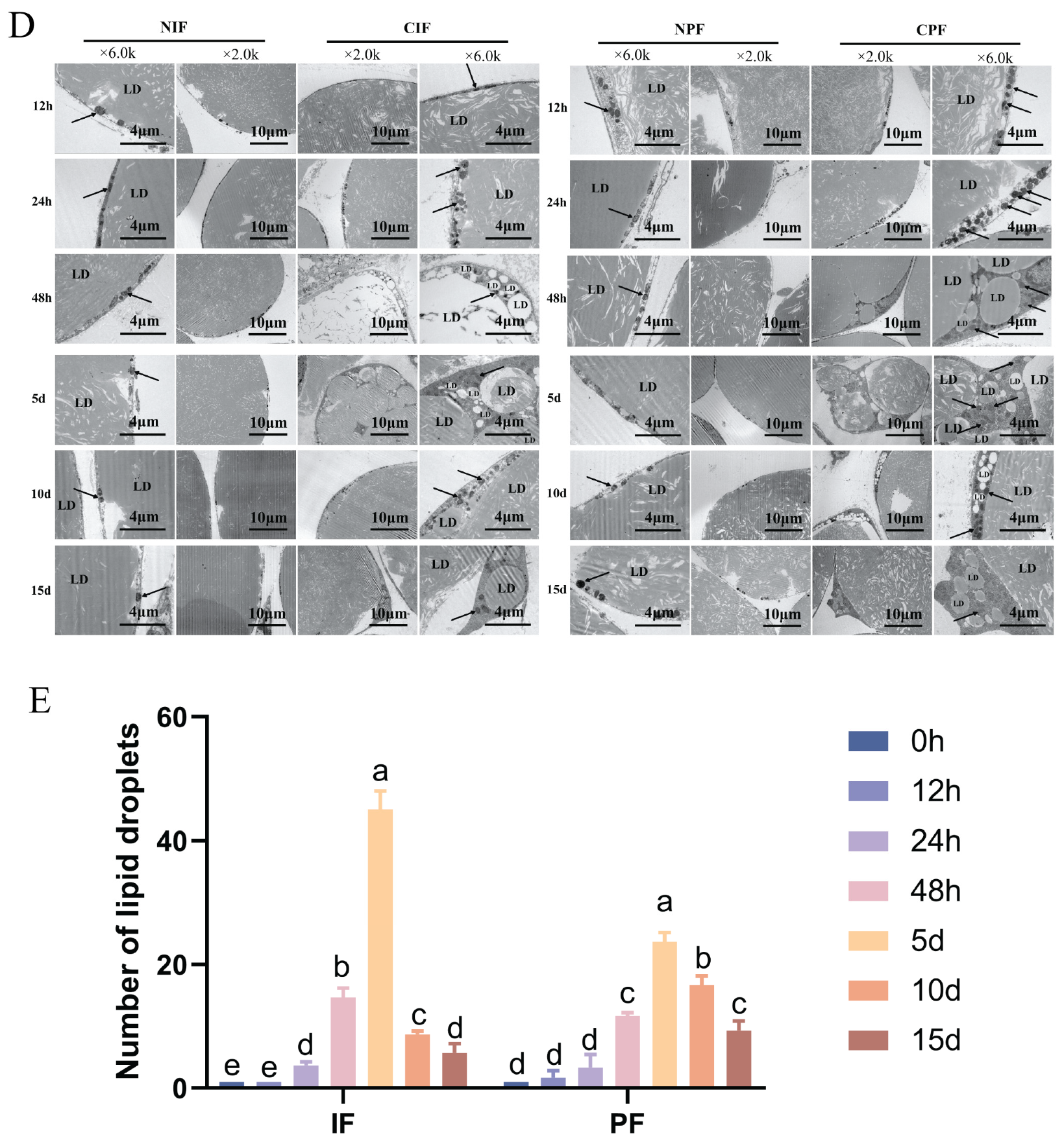Cells 14 00392 g001b