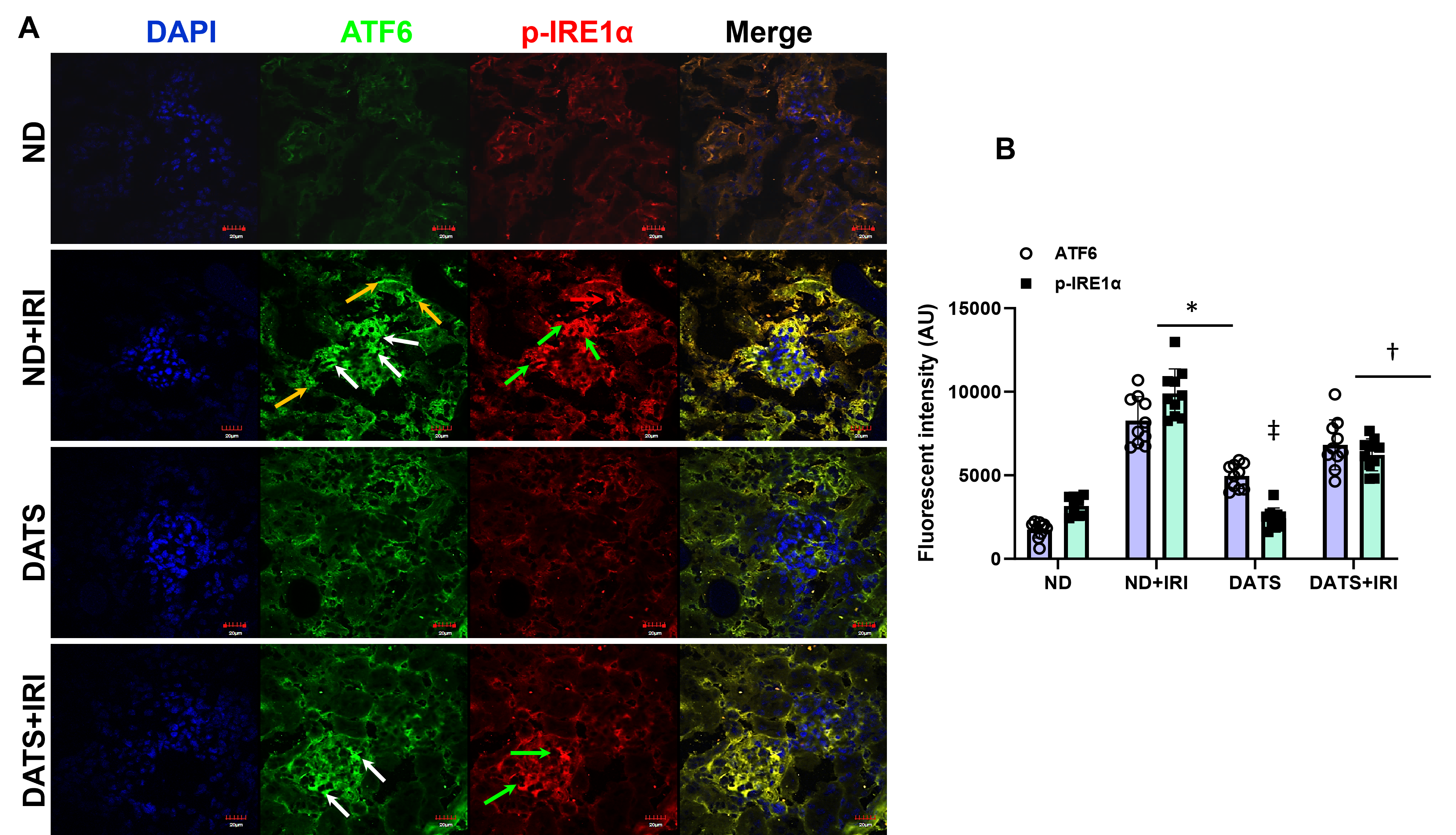 Cells 14 00420 g002 Cells 14 00420 g002