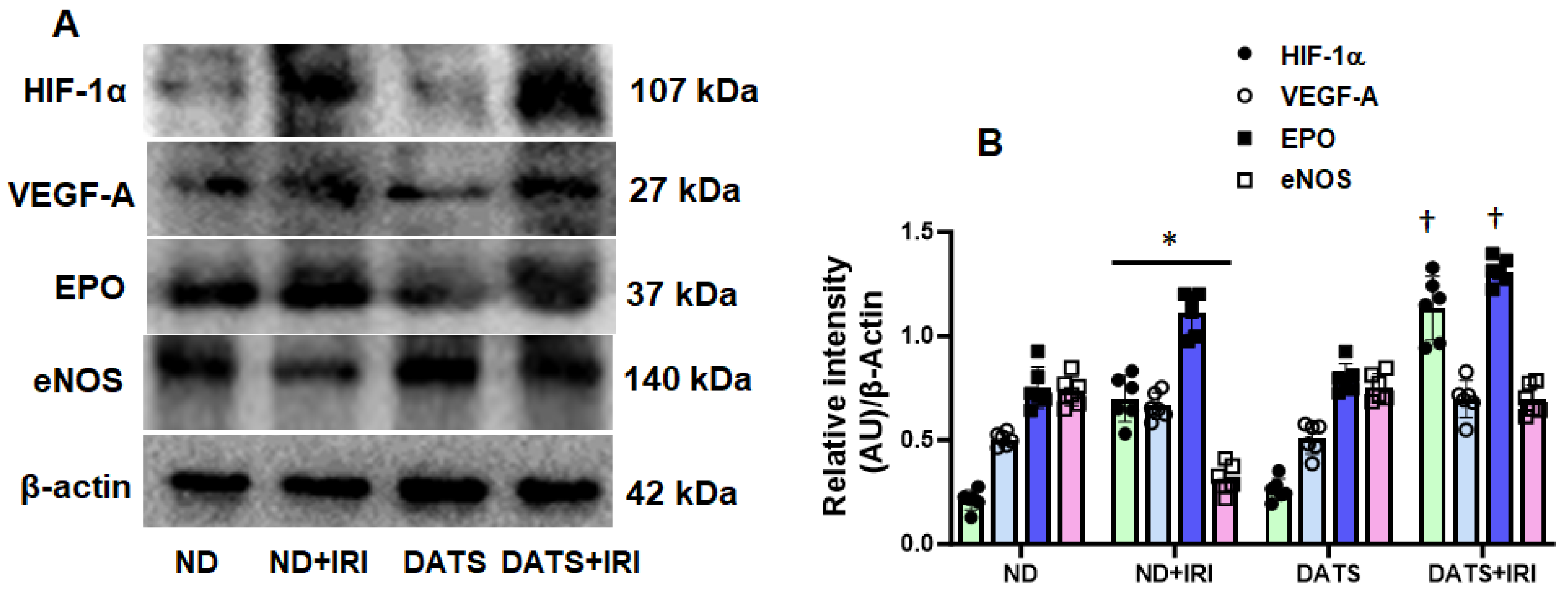 Cells 14 00420 g003 Cells 14 00420 g003