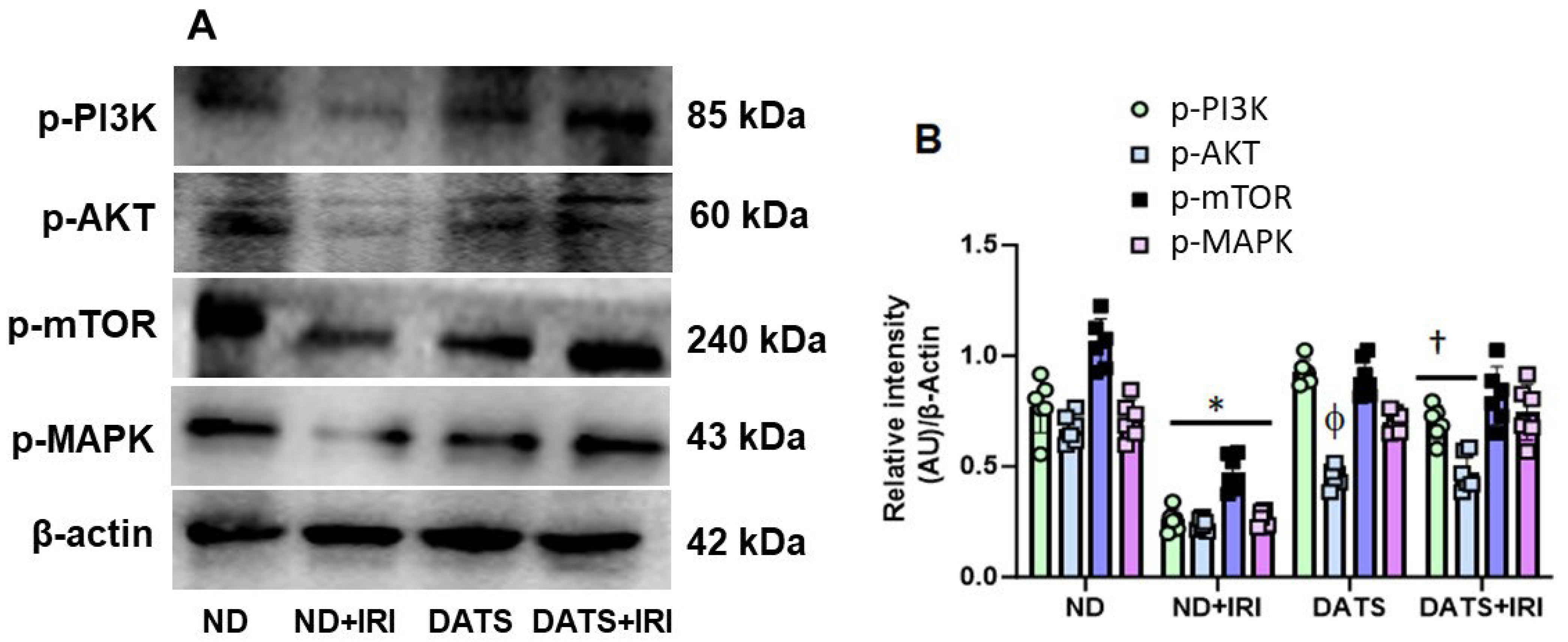 Cells 14 00420 g005 Cells 14 00420 g005