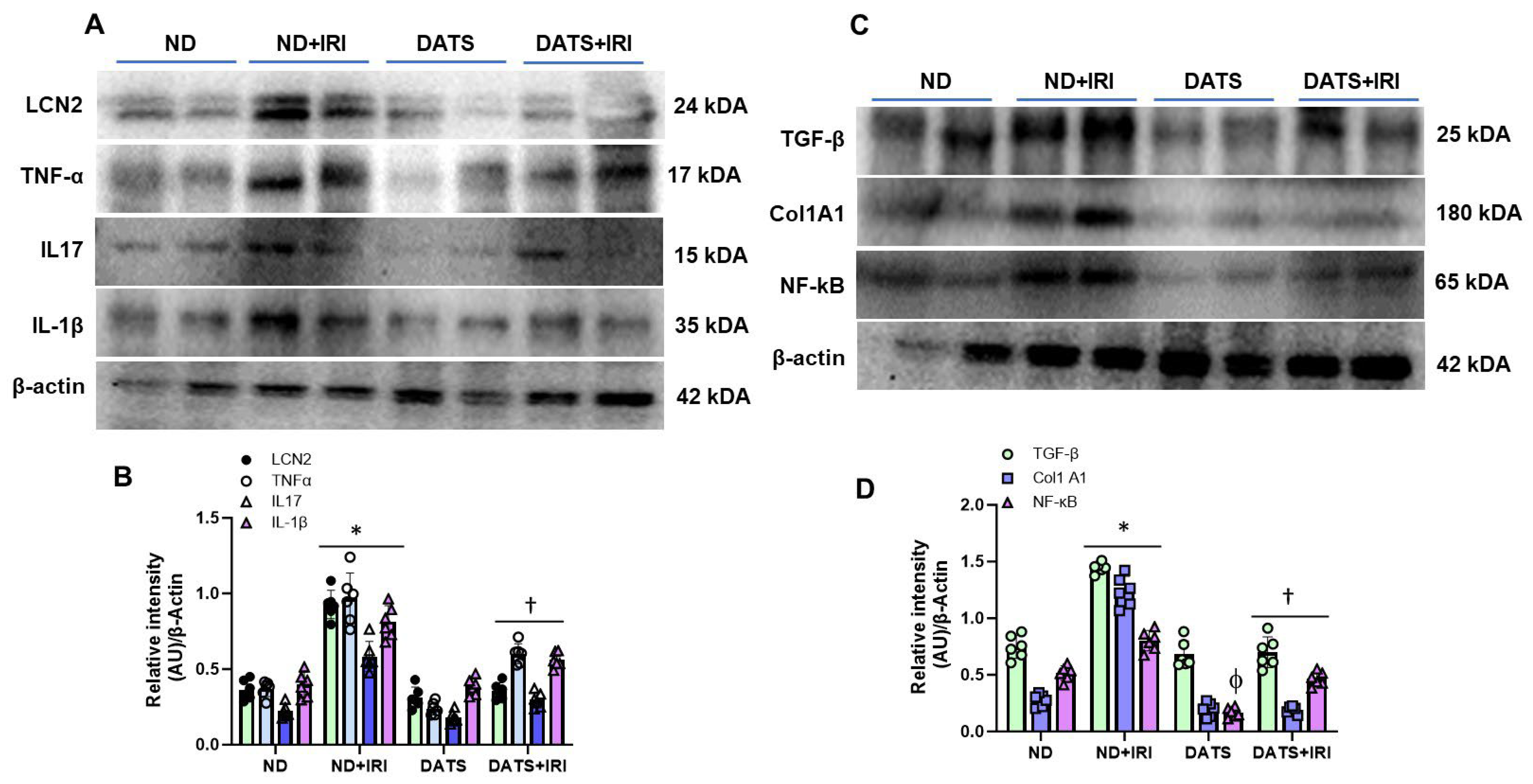 Cells 14 00420 g006 Cells 14 00420 g006