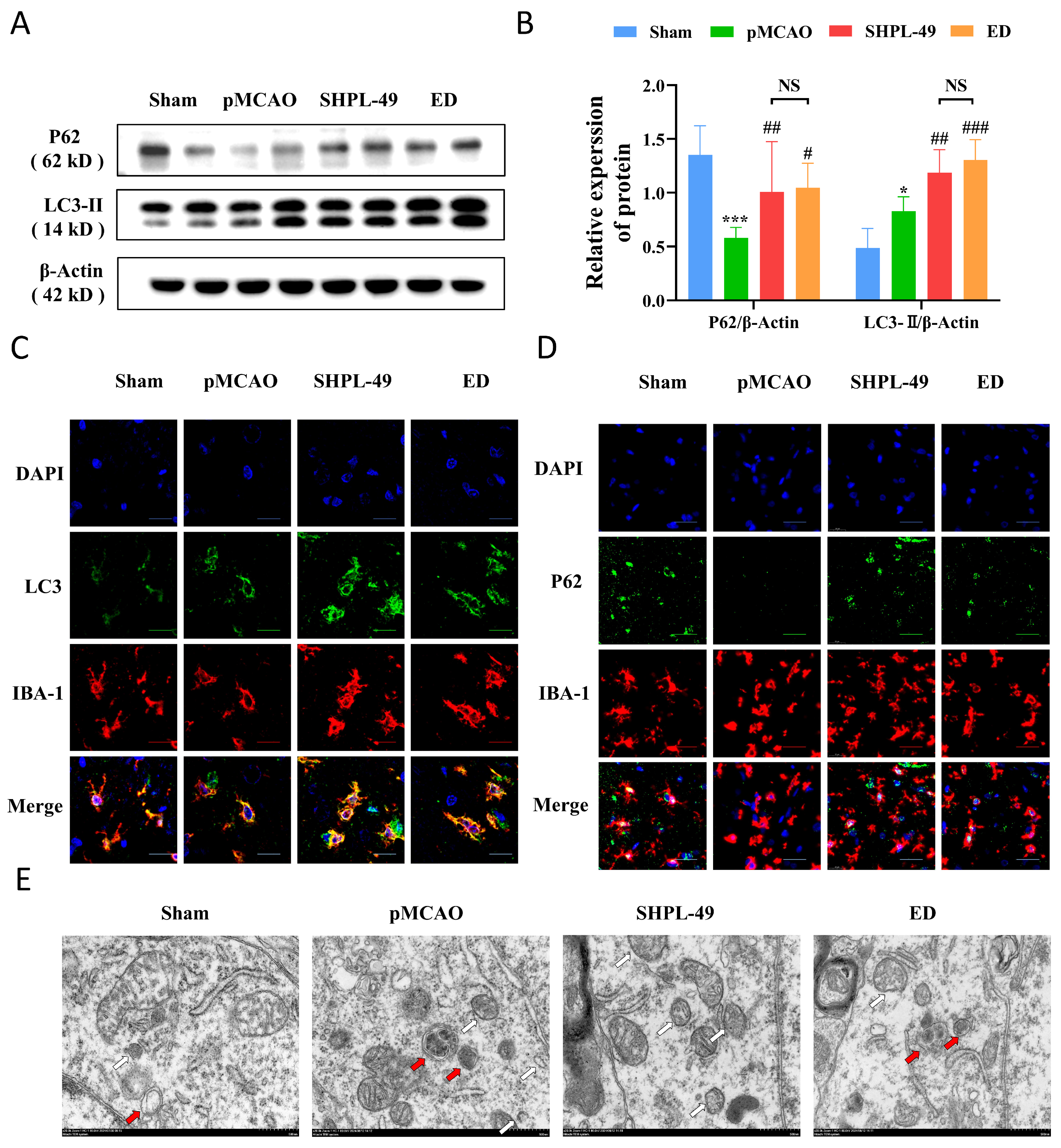 Cells 14 00425 g002 Cells 14 00425 g002