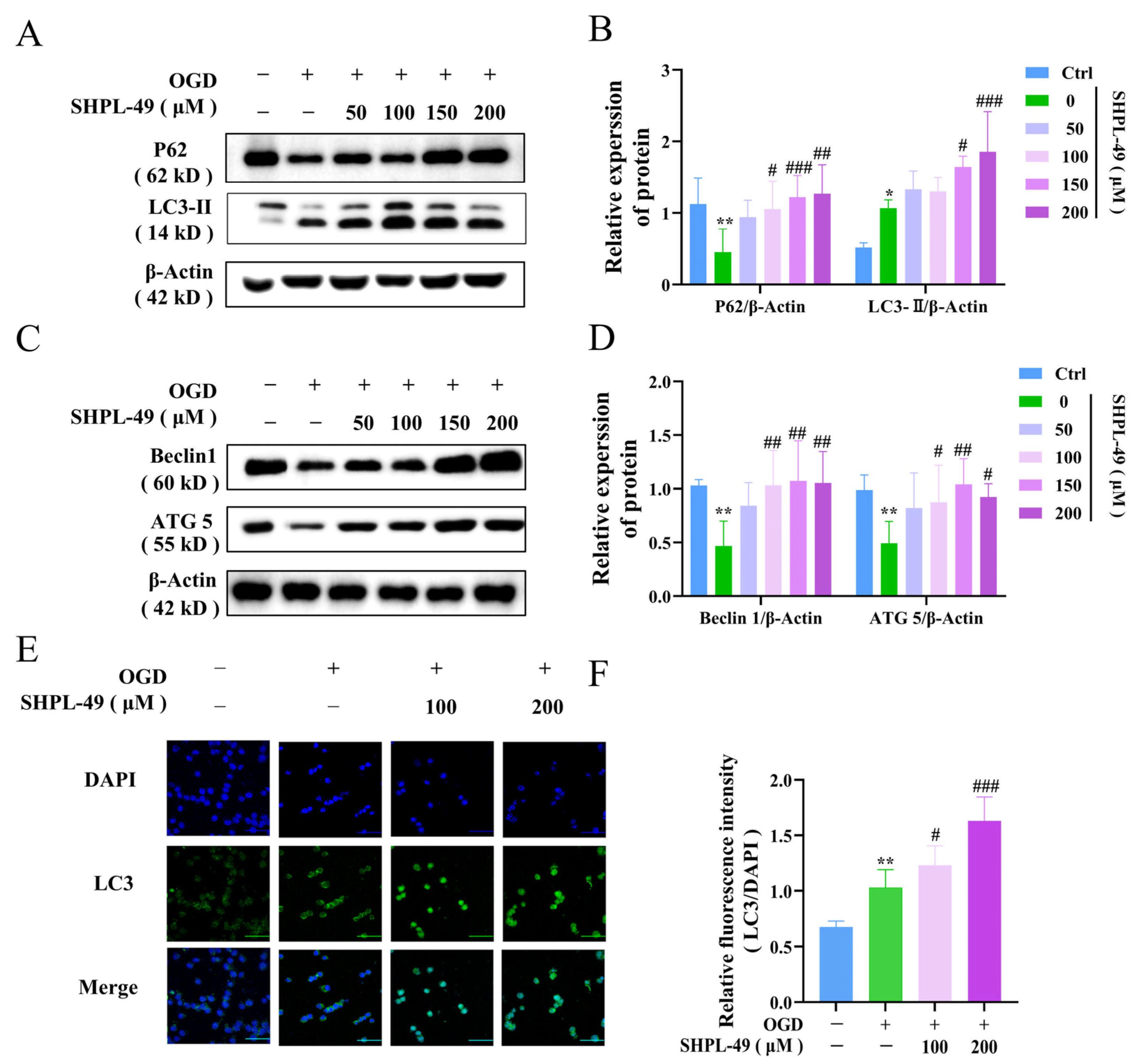 Cells 14 00425 g003 Cells 14 00425 g003