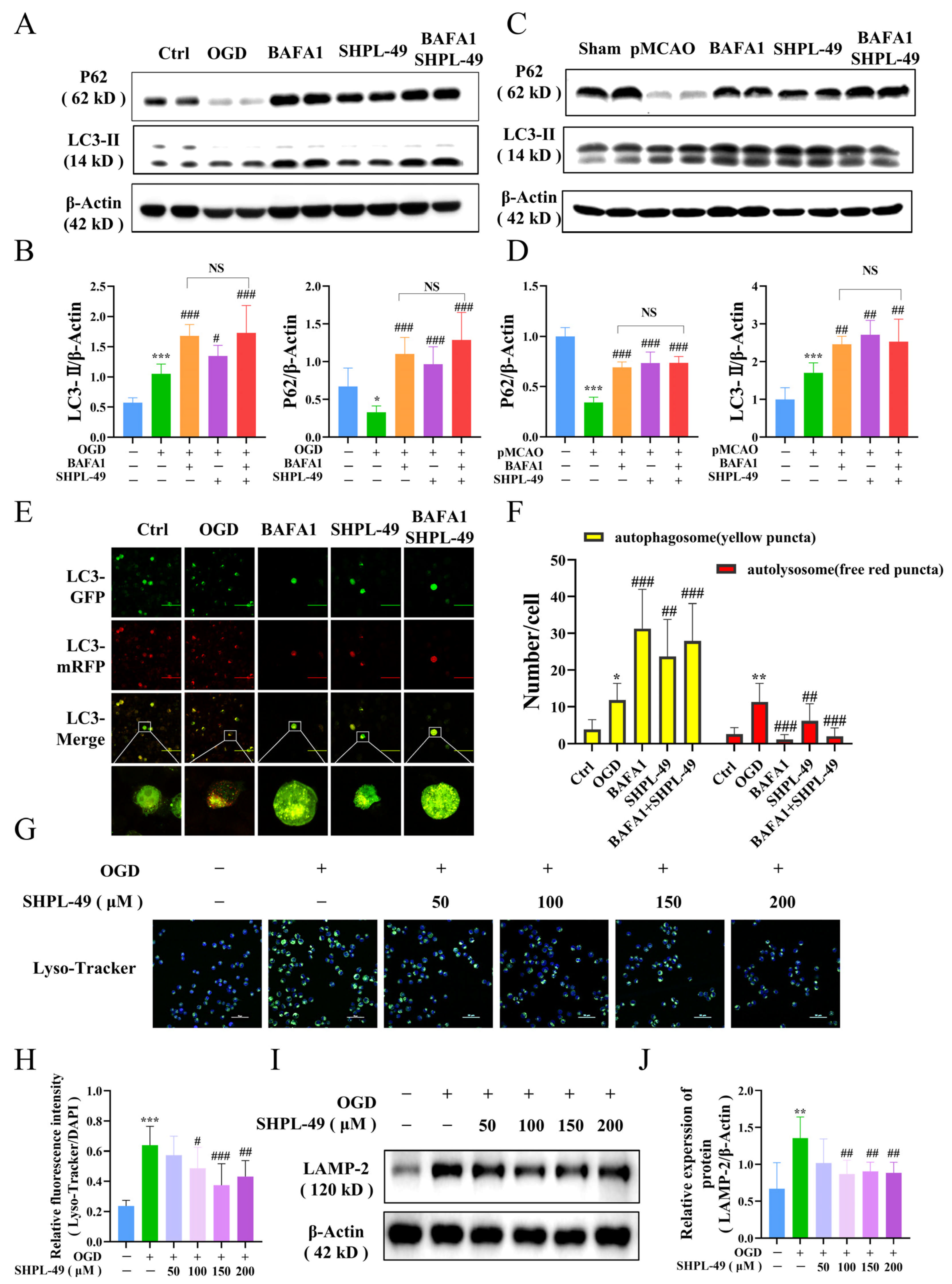 Cells 14 00425 g004 Cells 14 00425 g004