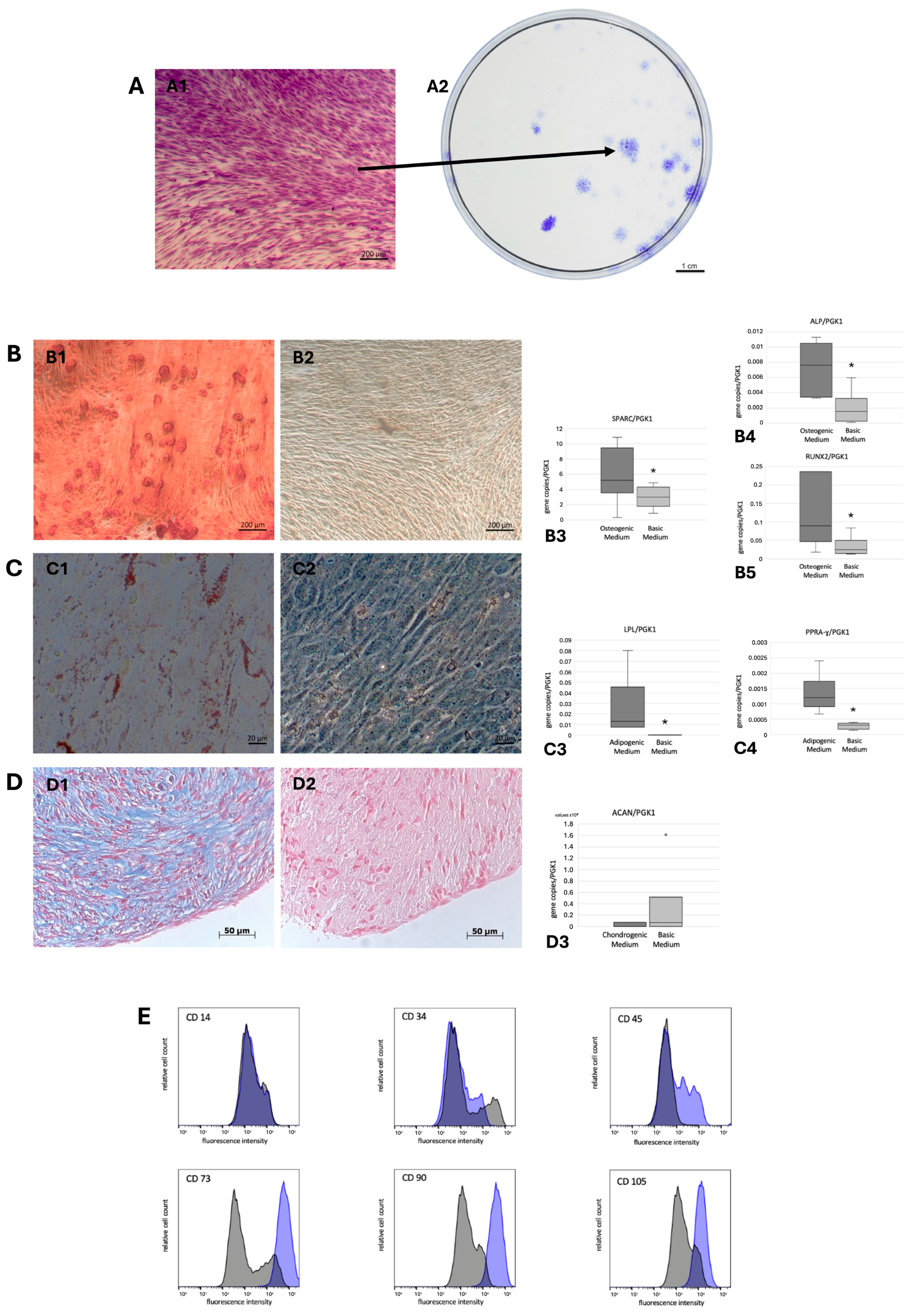Cells 14 00432 g001 Cells 14 00432 g001
