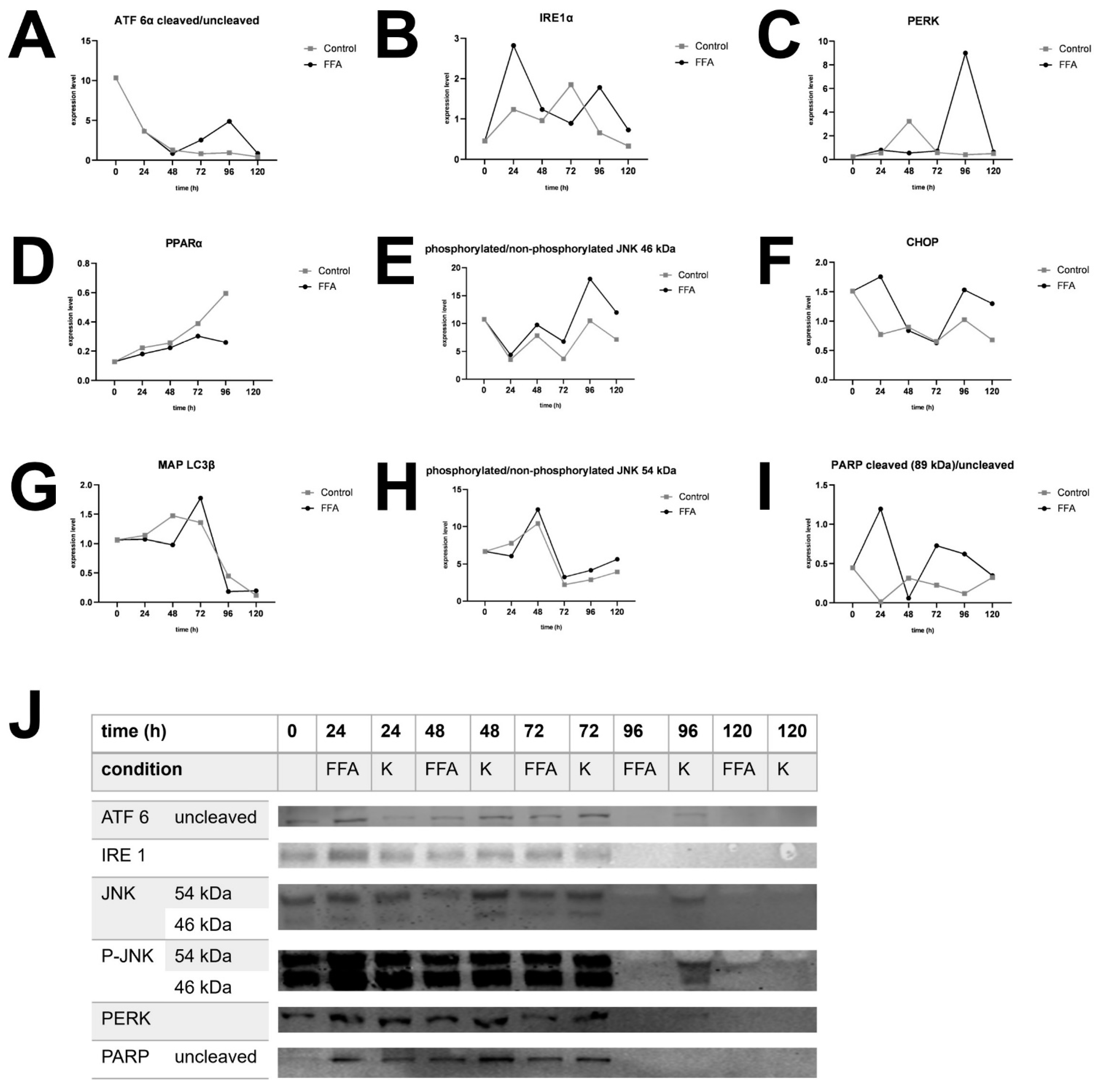 Cells 14 00449 g004 Cells 14 00449 g004