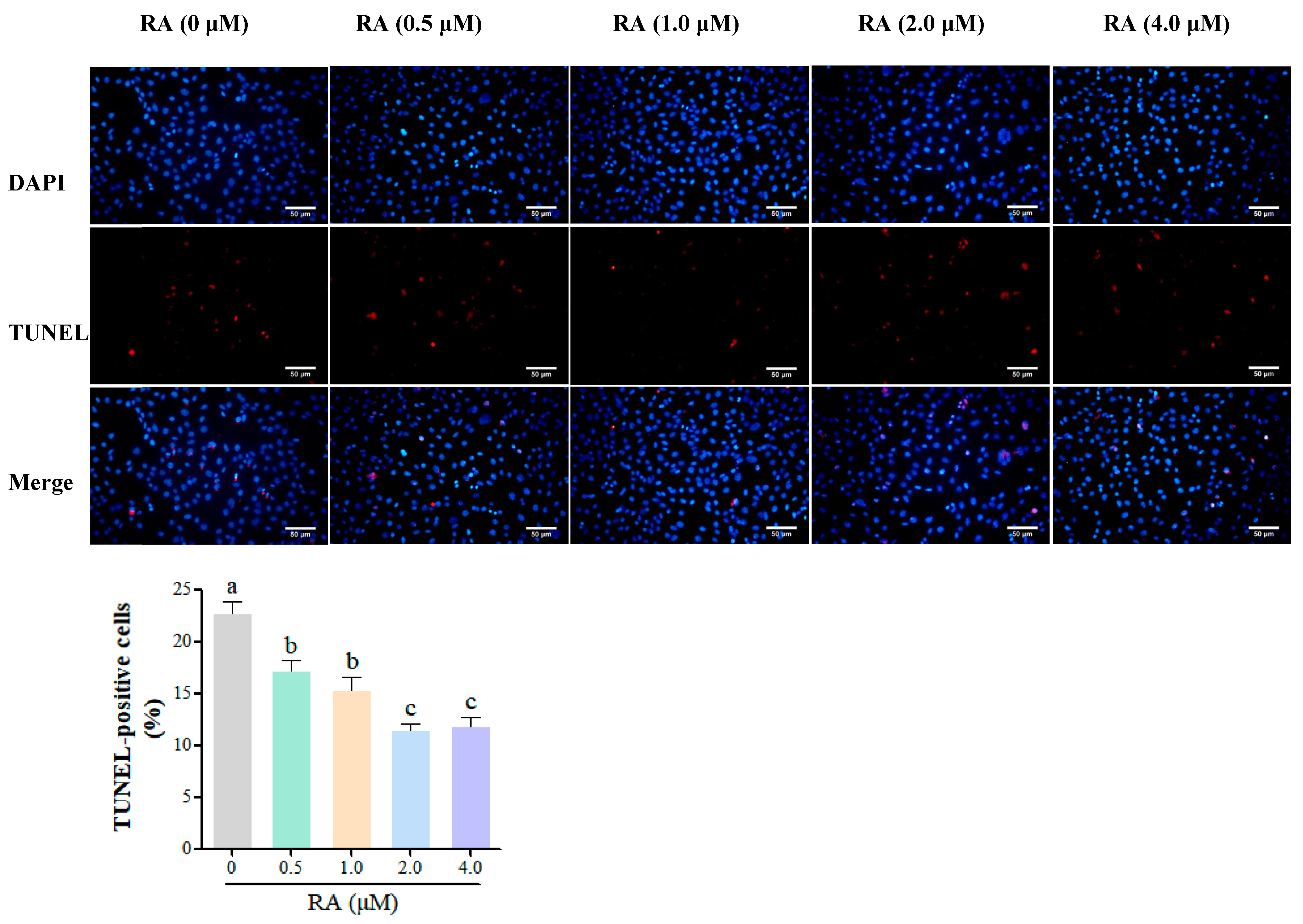 Cells 14 00504 g004 Cells 14 00504 g004