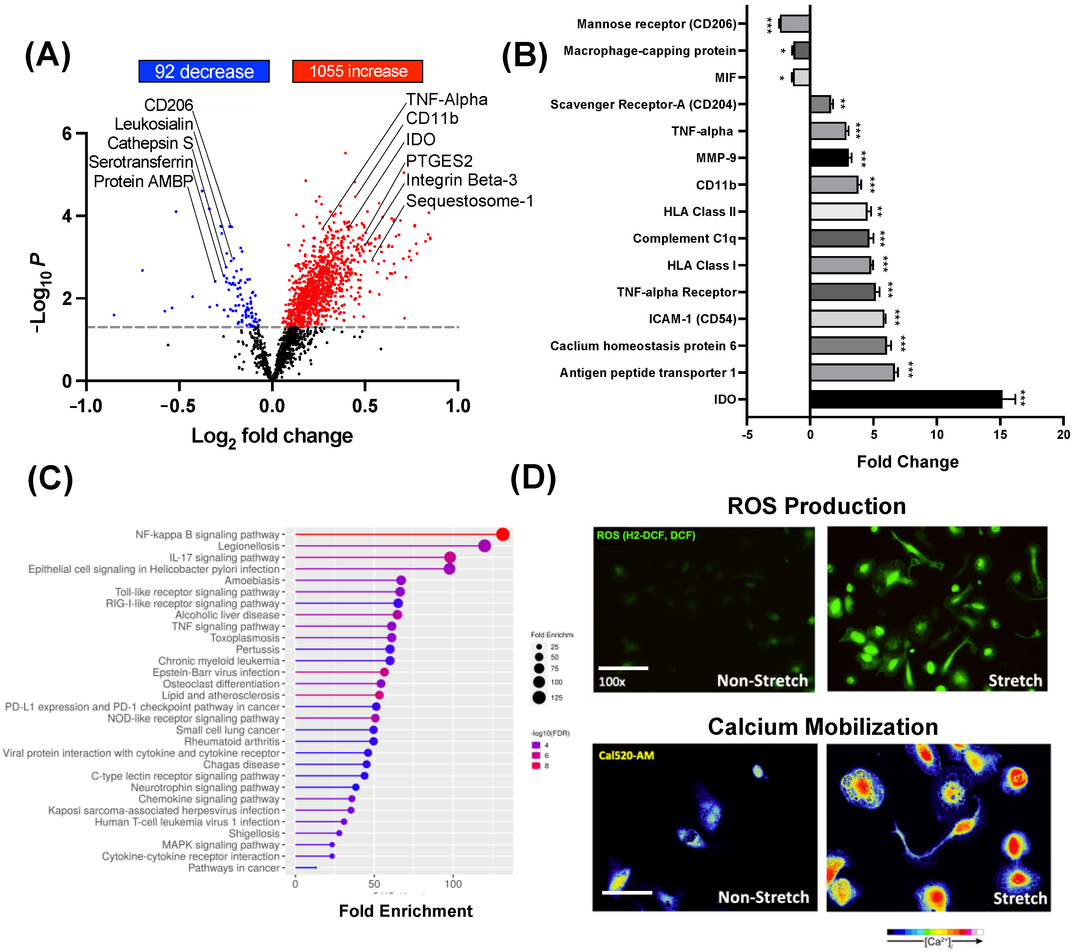 Cells 14 00514 g003 Cells 14 00514 g003