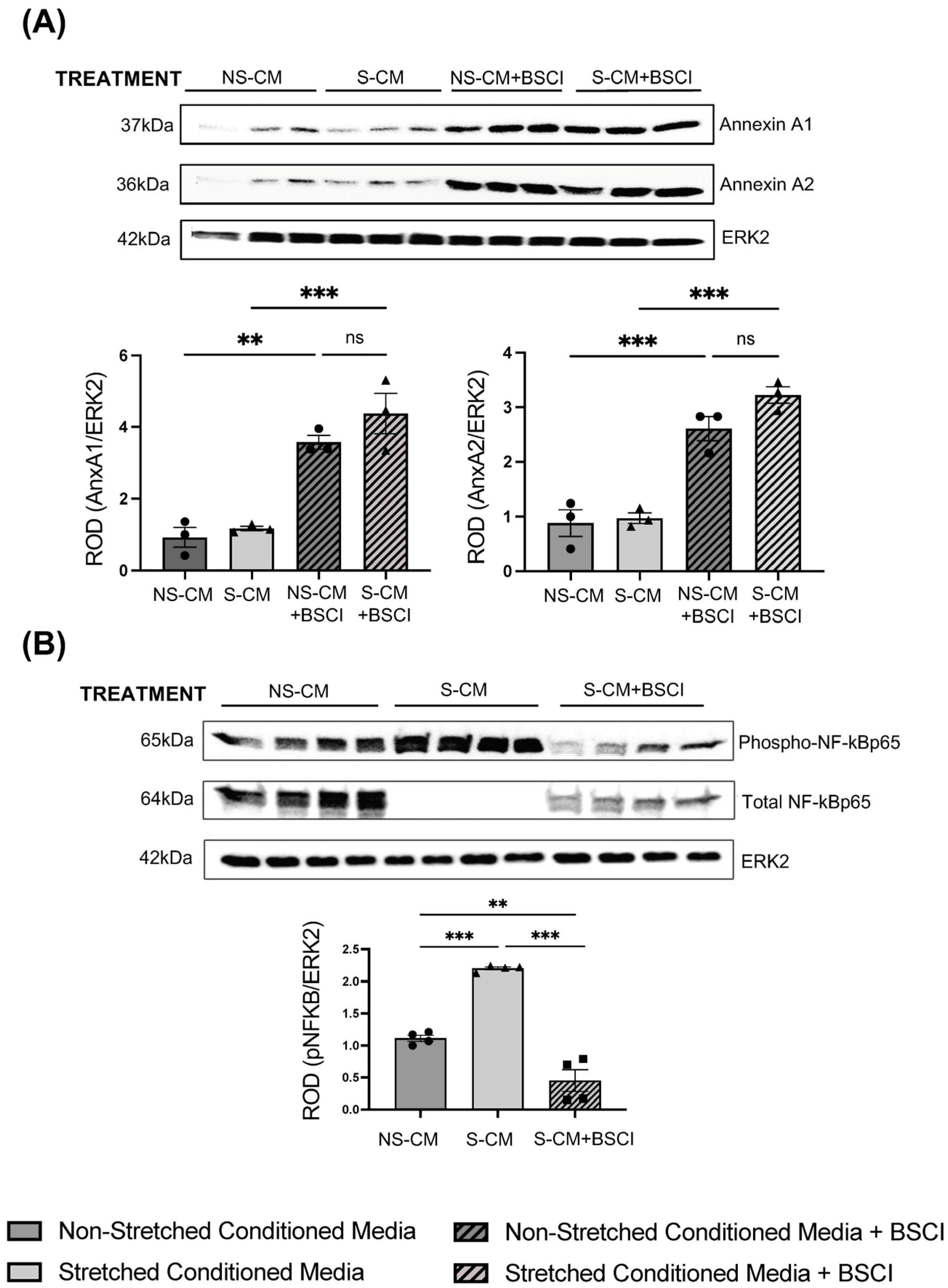 Cells 14 00514 g006 Cells 14 00514 g006