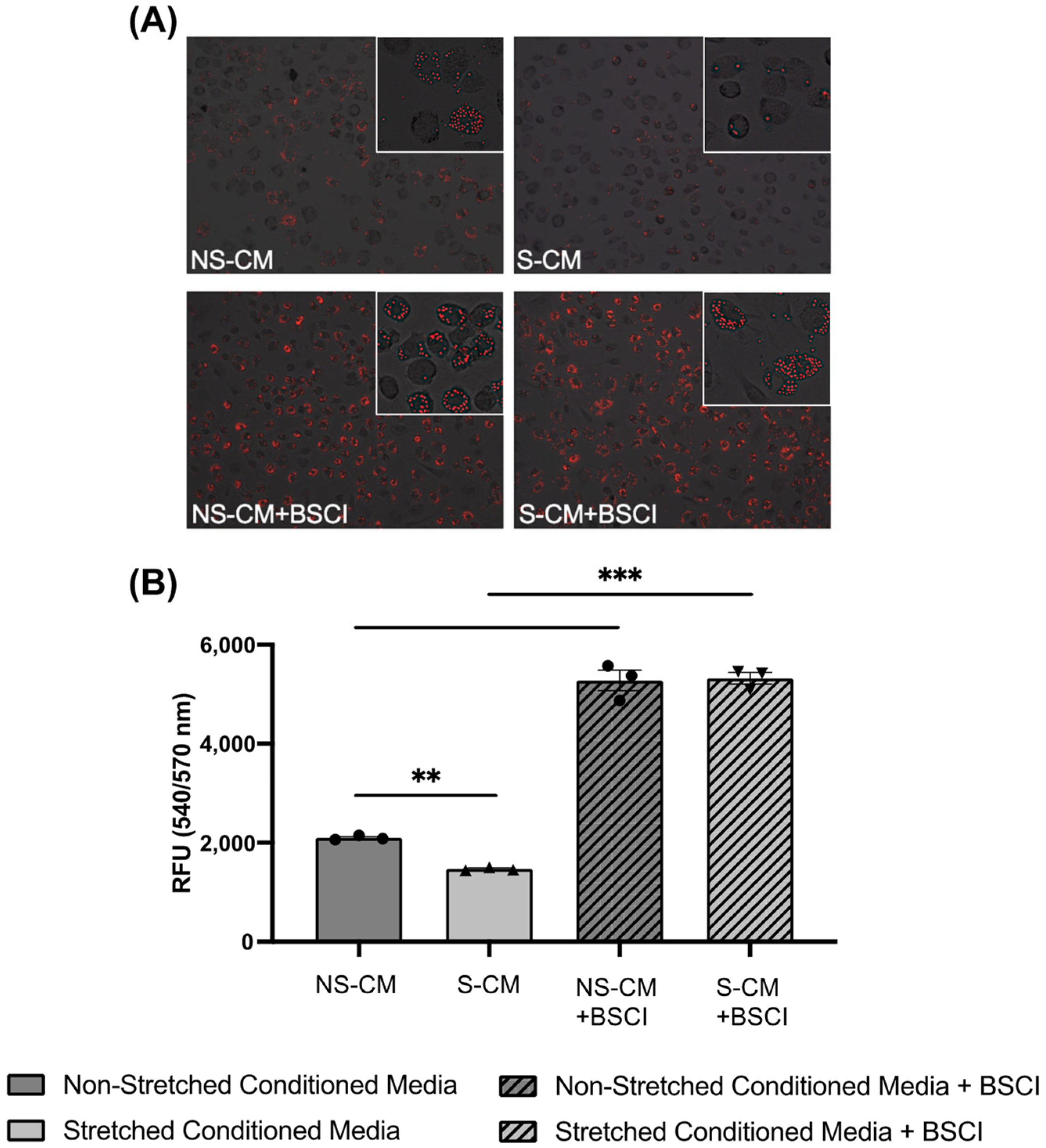 Cells 14 00514 g007 Cells 14 00514 g007