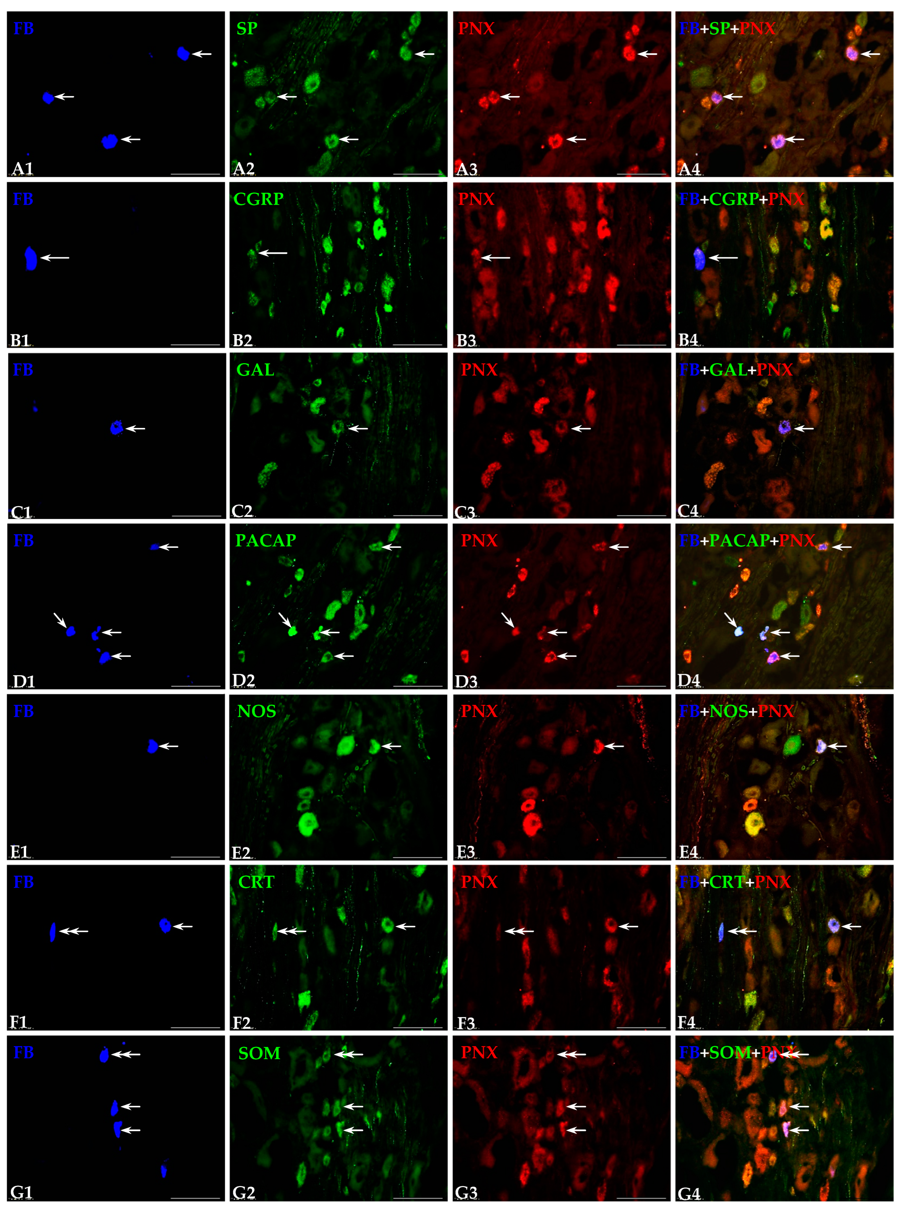 Cells 14 00516 g003 Cells 14 00516 g003