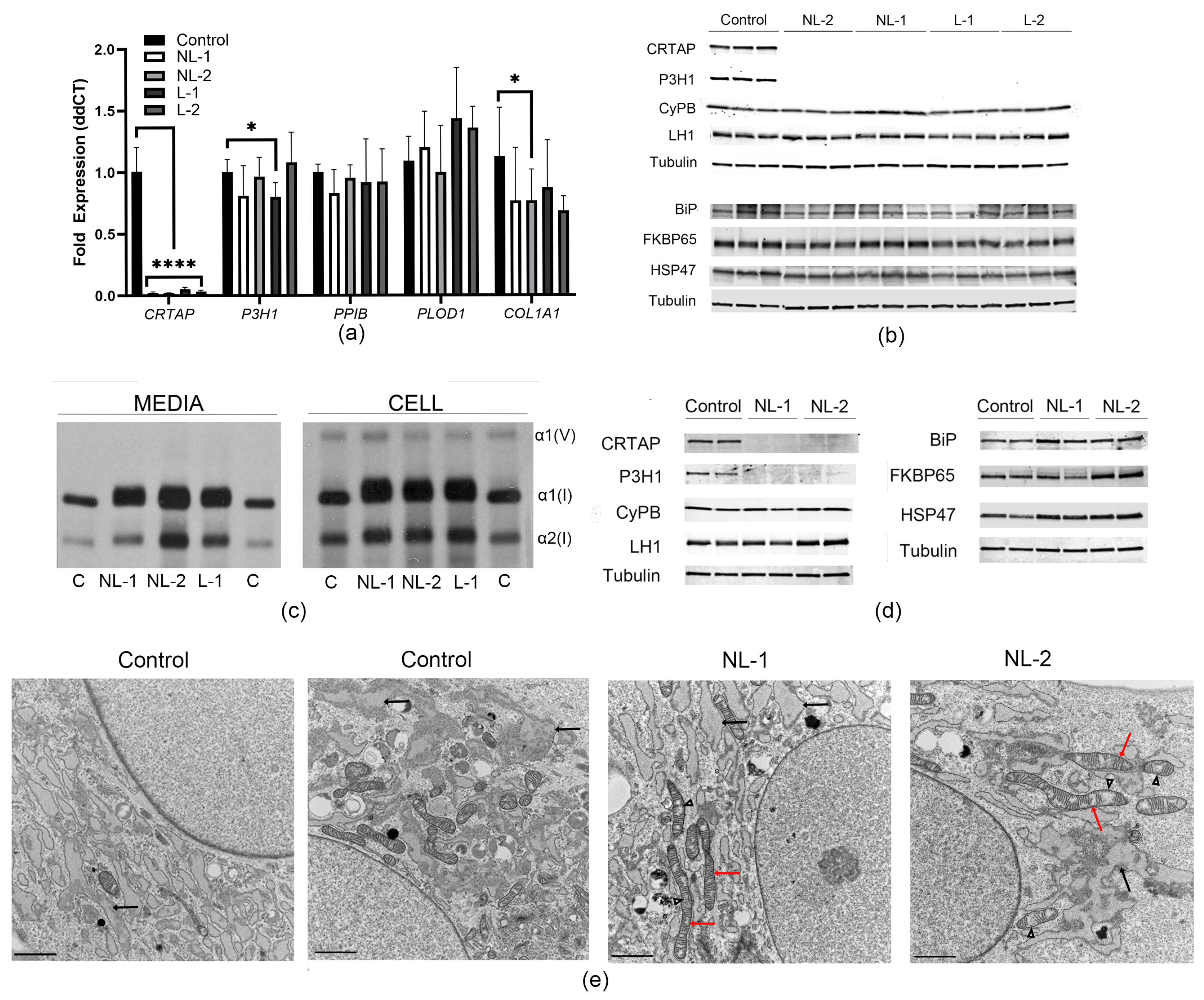 Cells 14 00518 g002 Cells 14 00518 g002