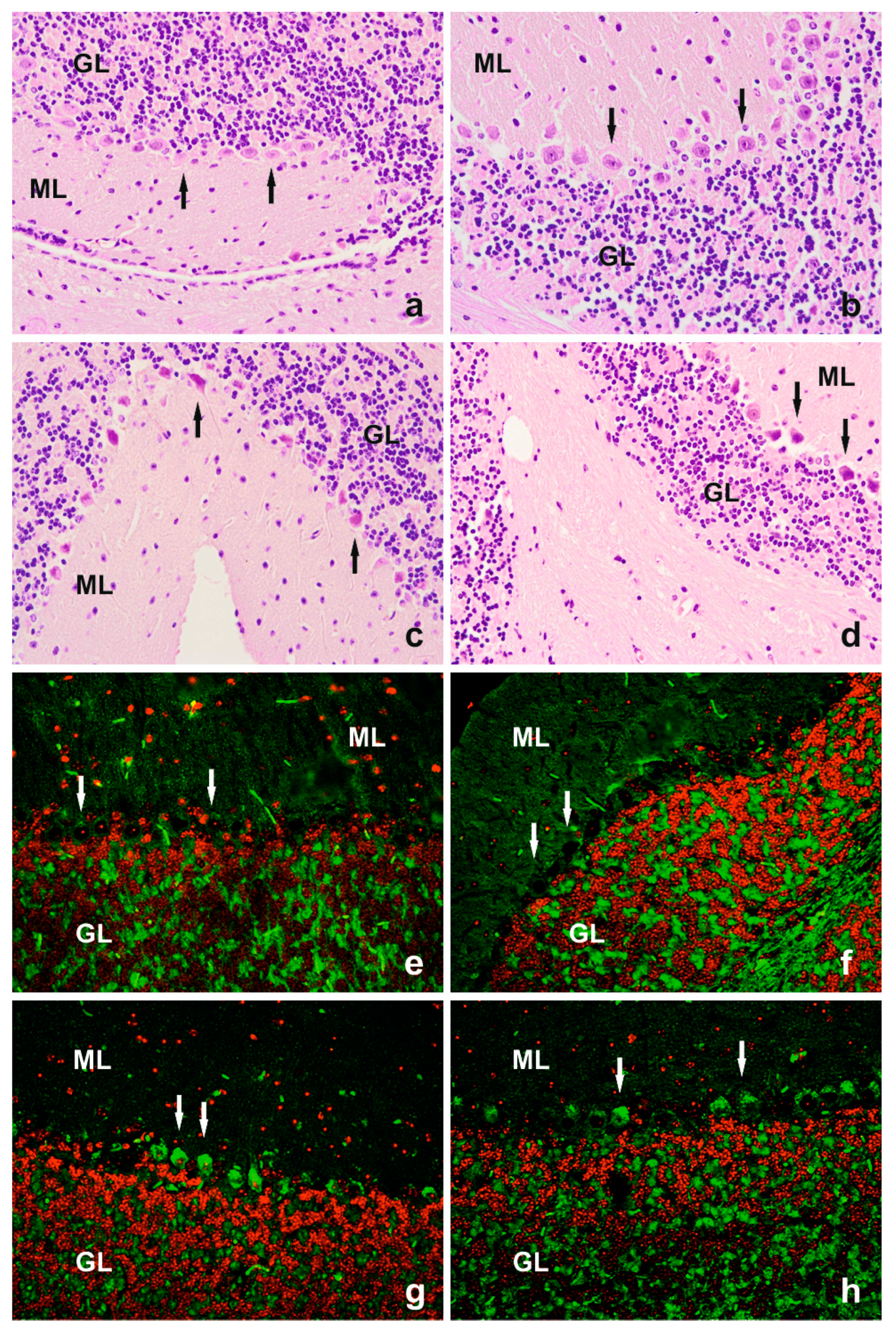 Cells 14 00532 g001