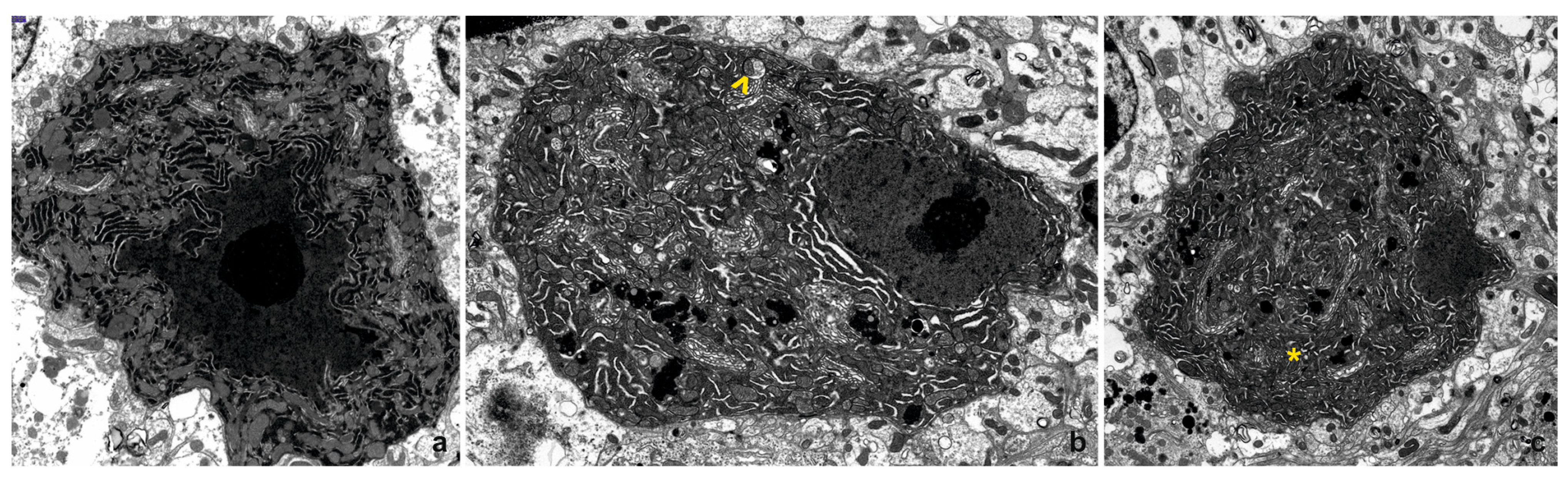 Cells 14 00532 g002