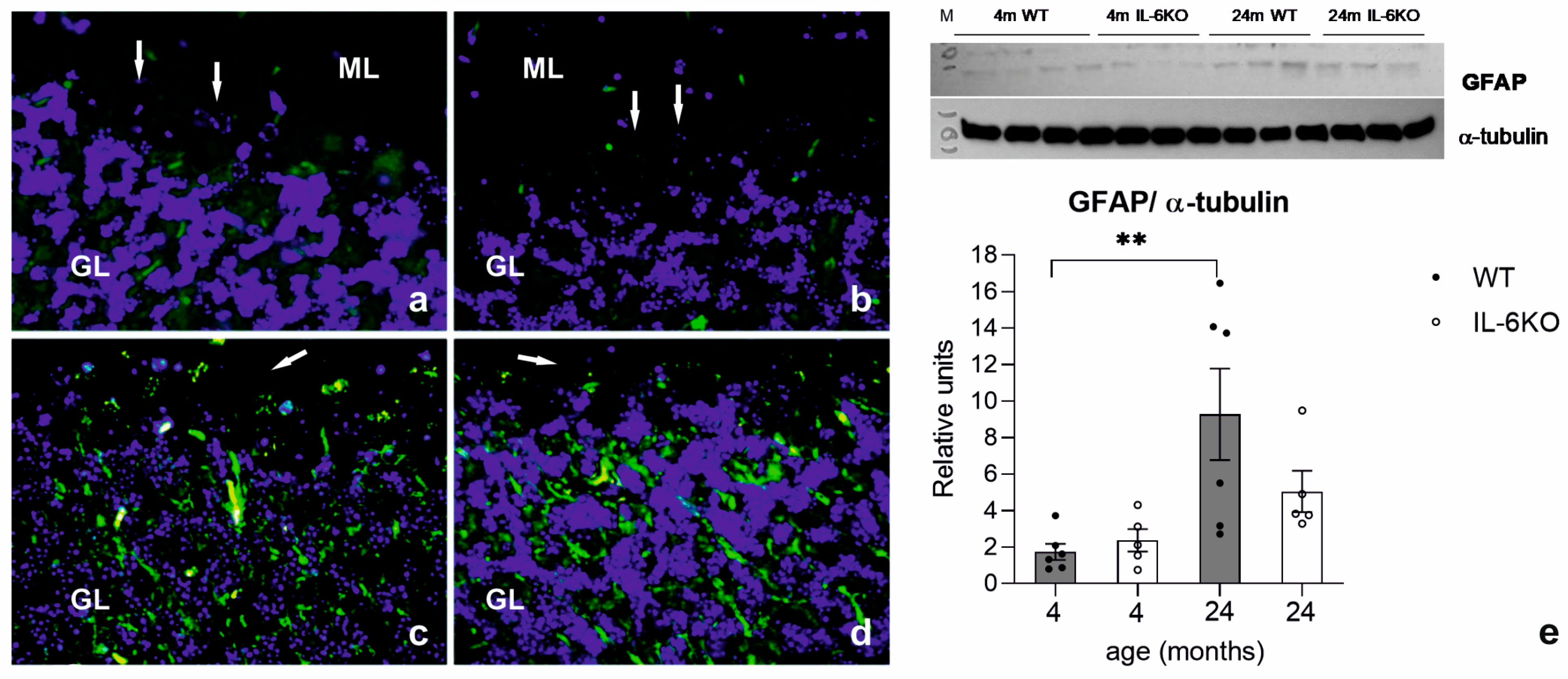 Cells 14 00532 g003