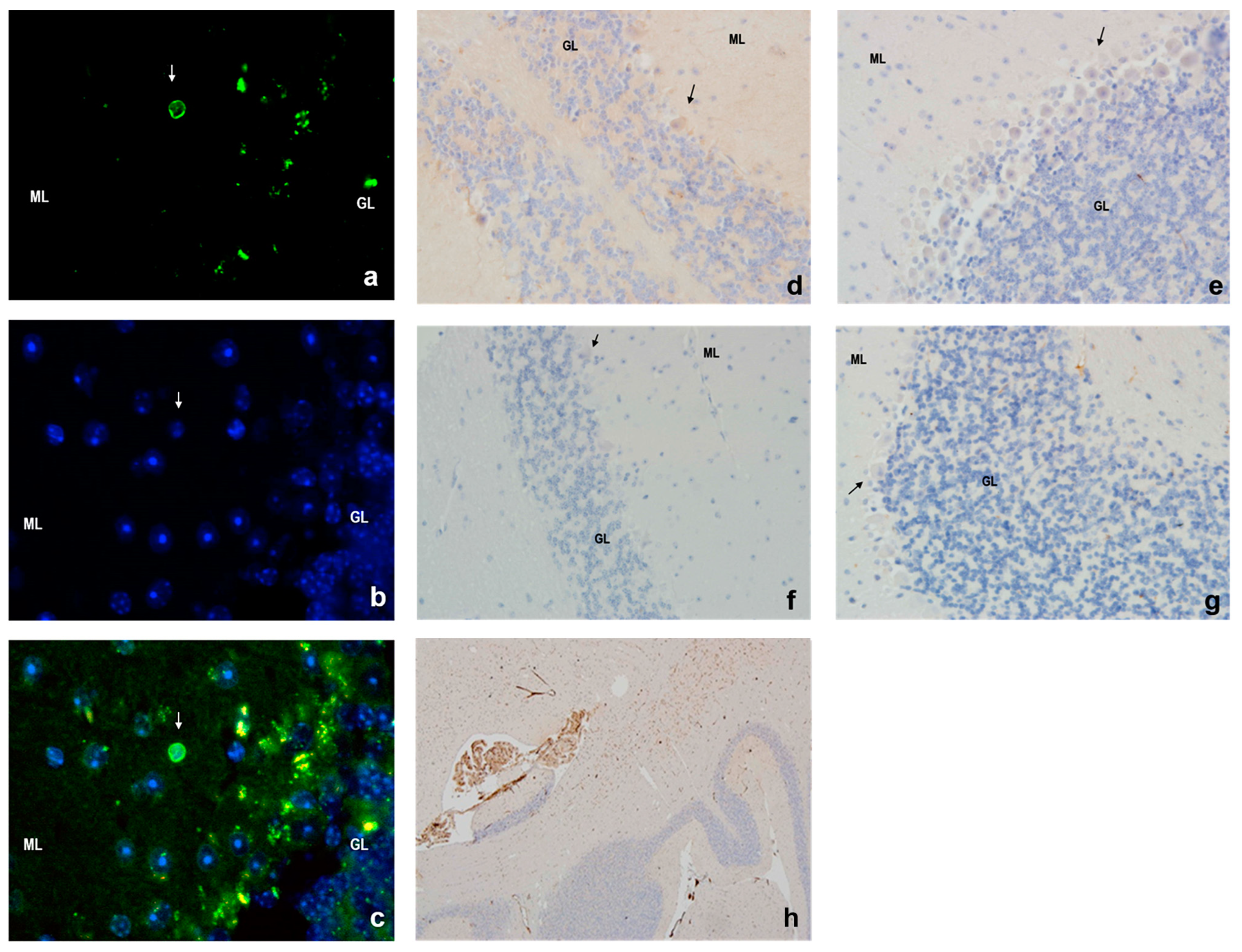 Cells 14 00532 g004
