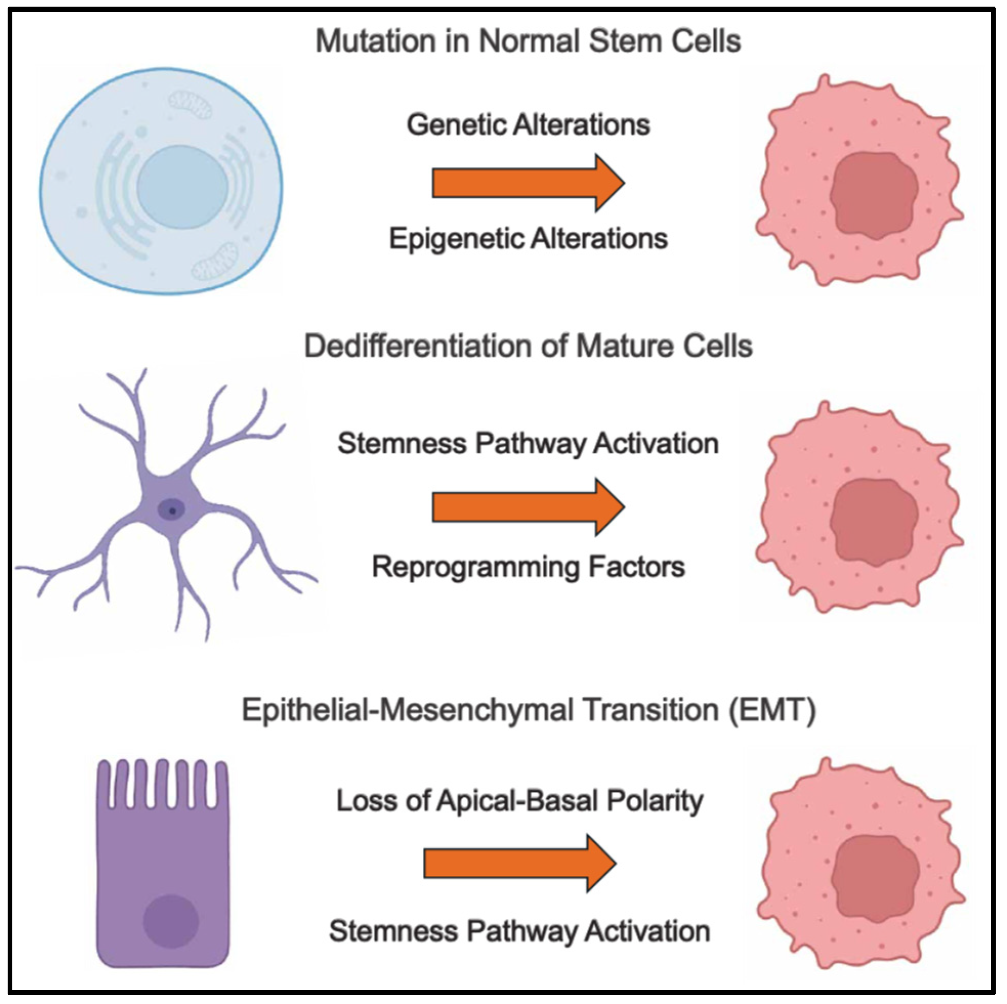 Cells 14 00538 g001 Cells 14 00538 g001