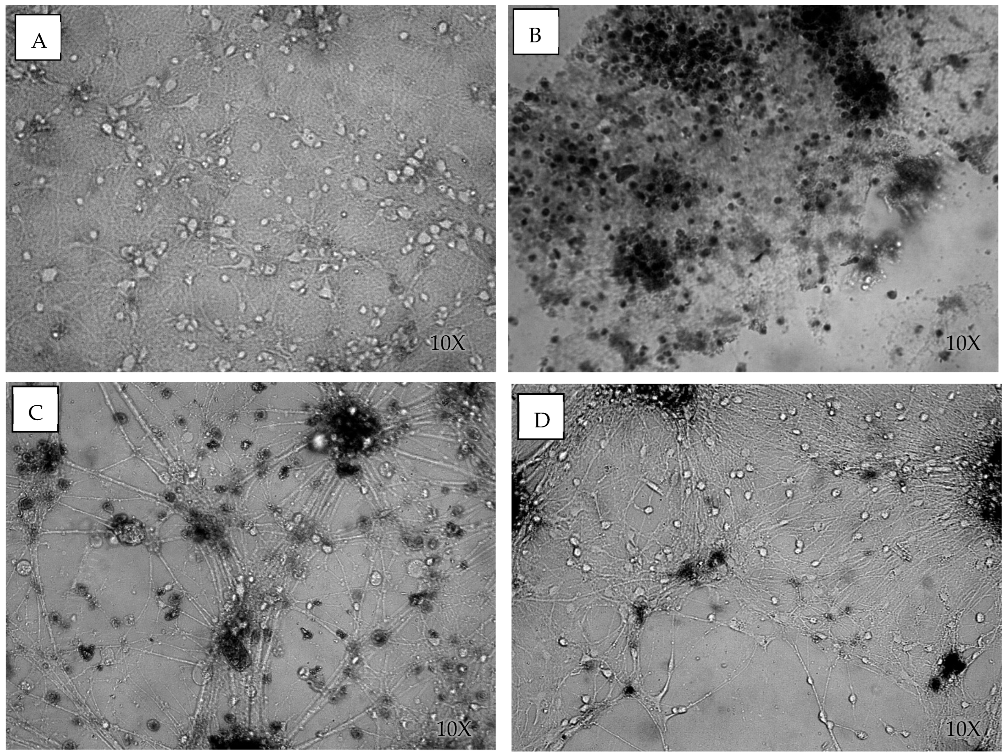 Cells 14 00563 g004 Cells 14 00563 g004