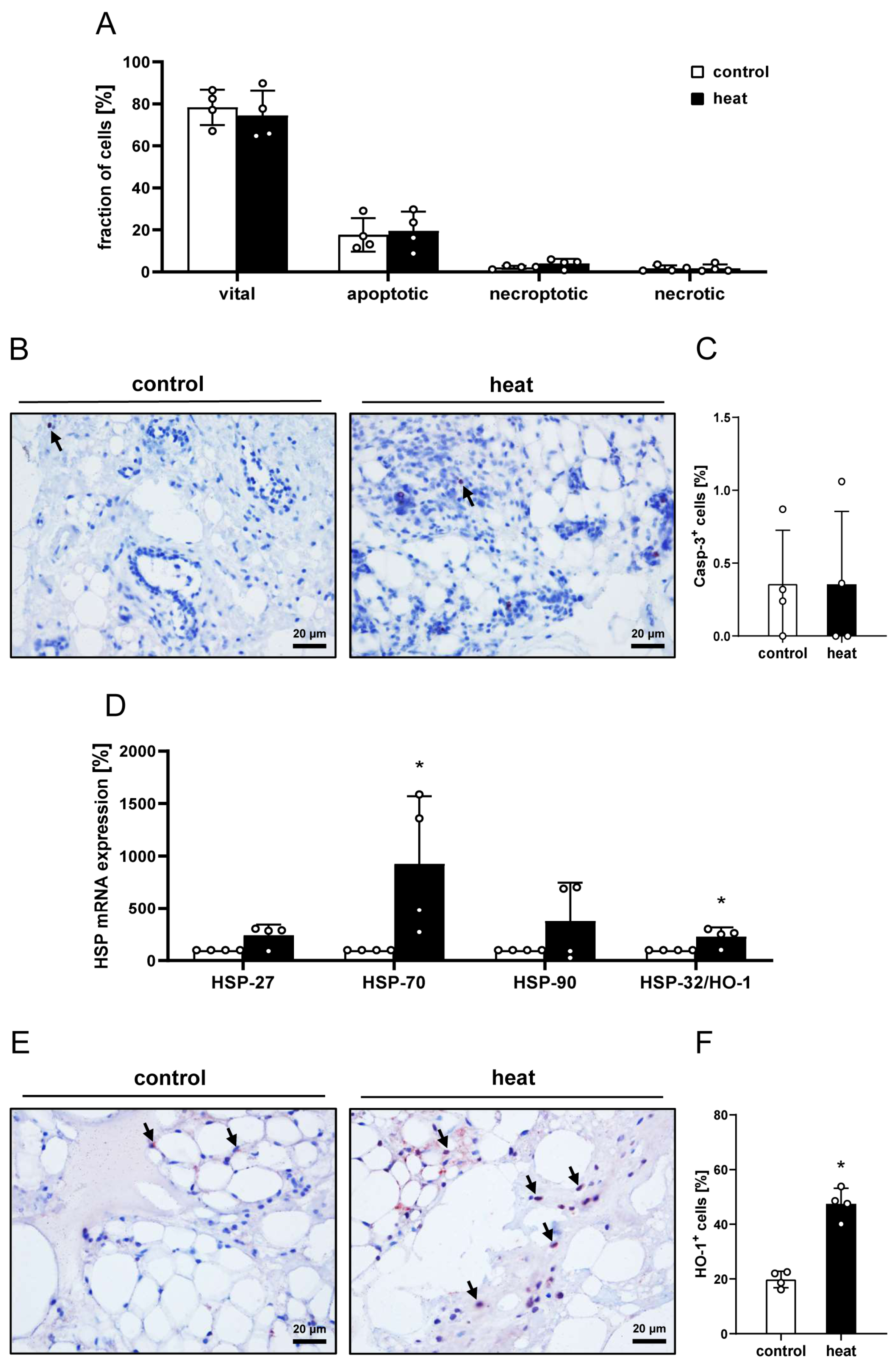 Cells 14 00581 g001 Cells 14 00581 g001
