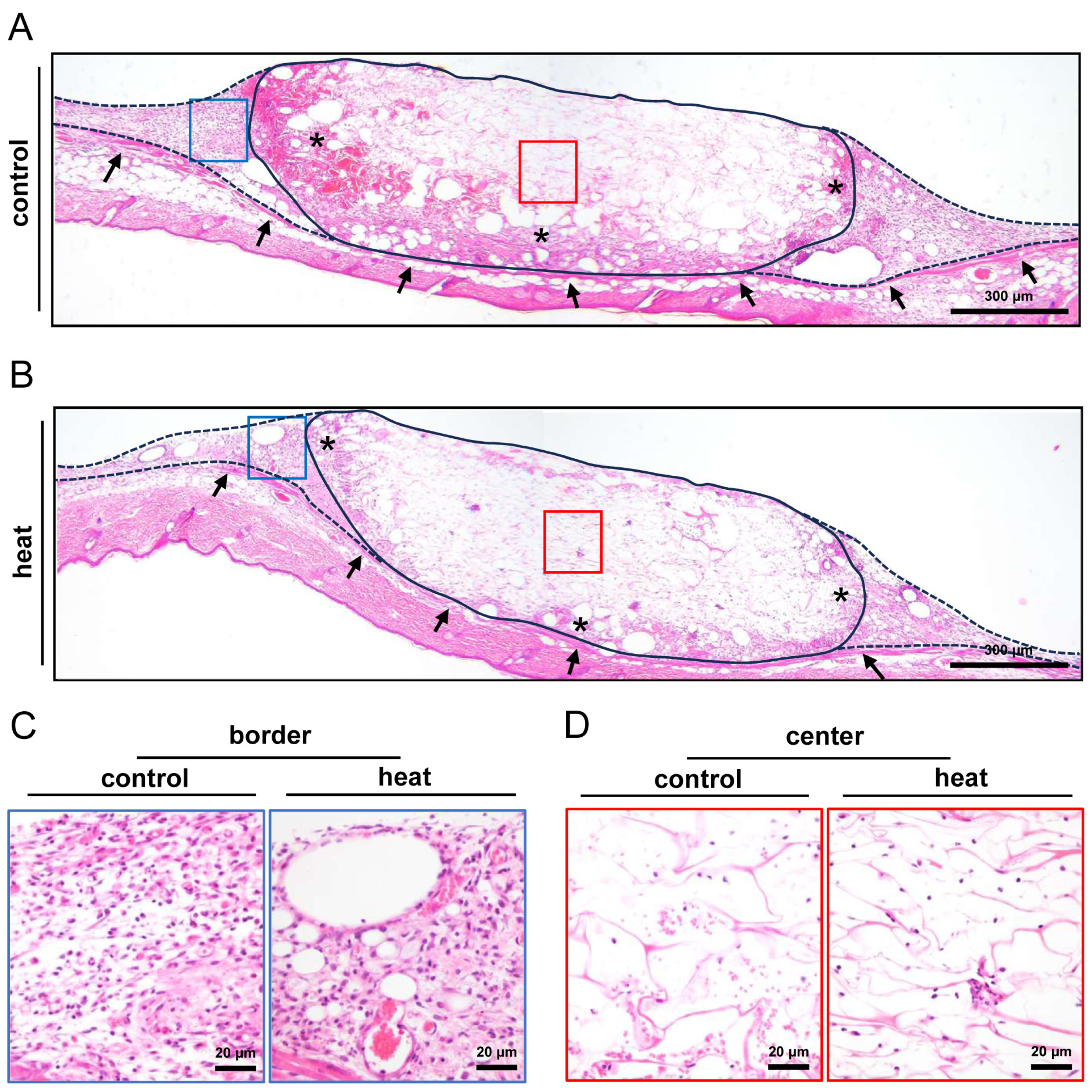 Cells 14 00581 g004 Cells 14 00581 g004