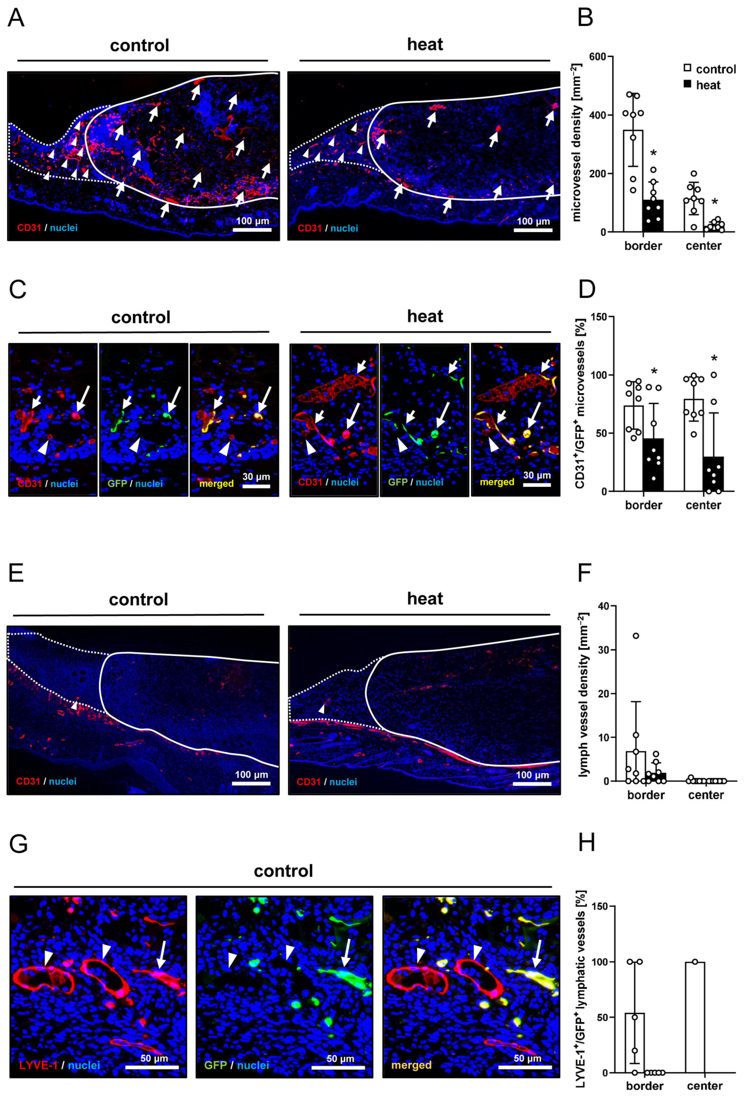 Cells 14 00581 g006 Cells 14 00581 g006