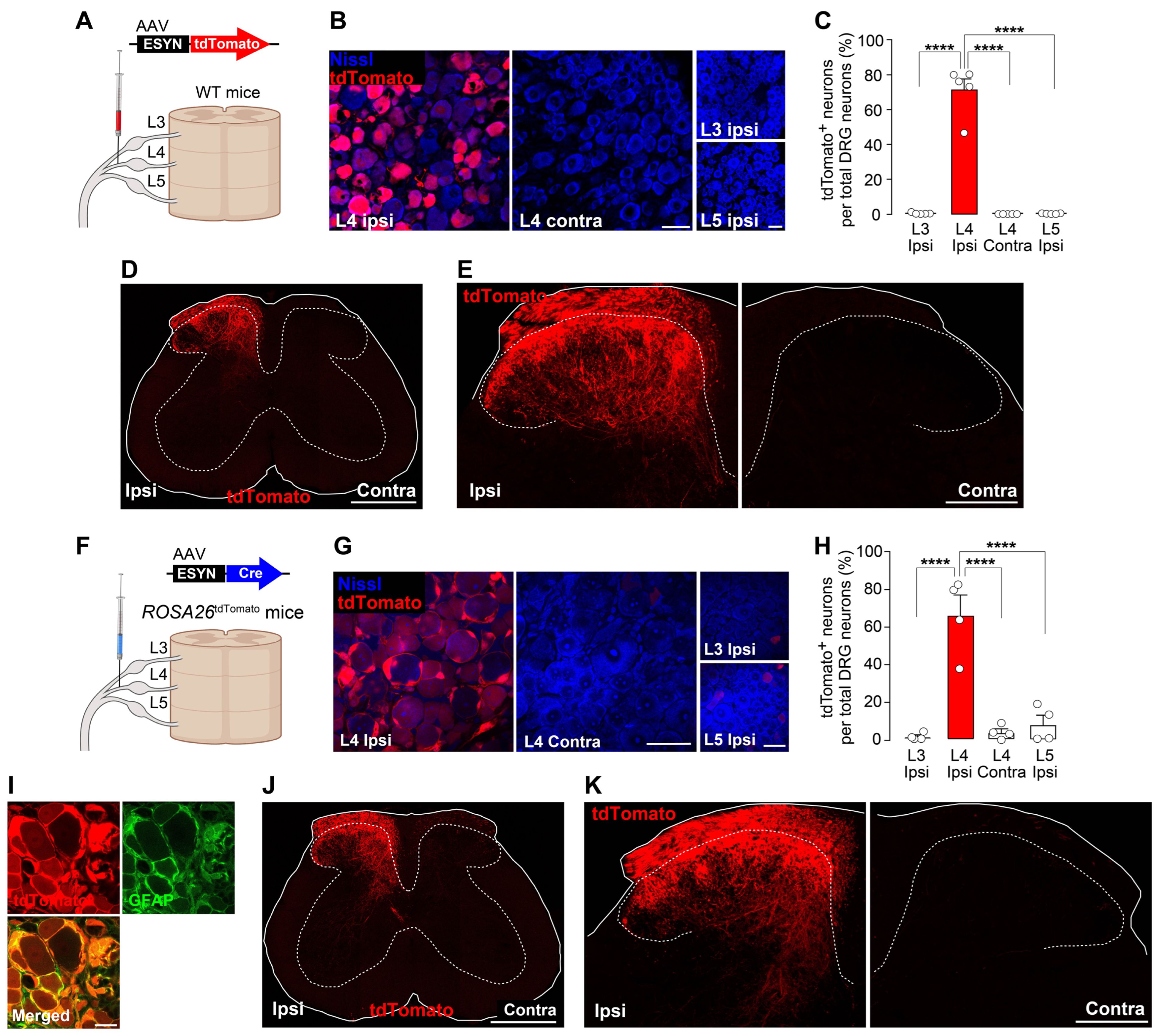 Cells 14 00666 g001 Cells 14 00666 g001
