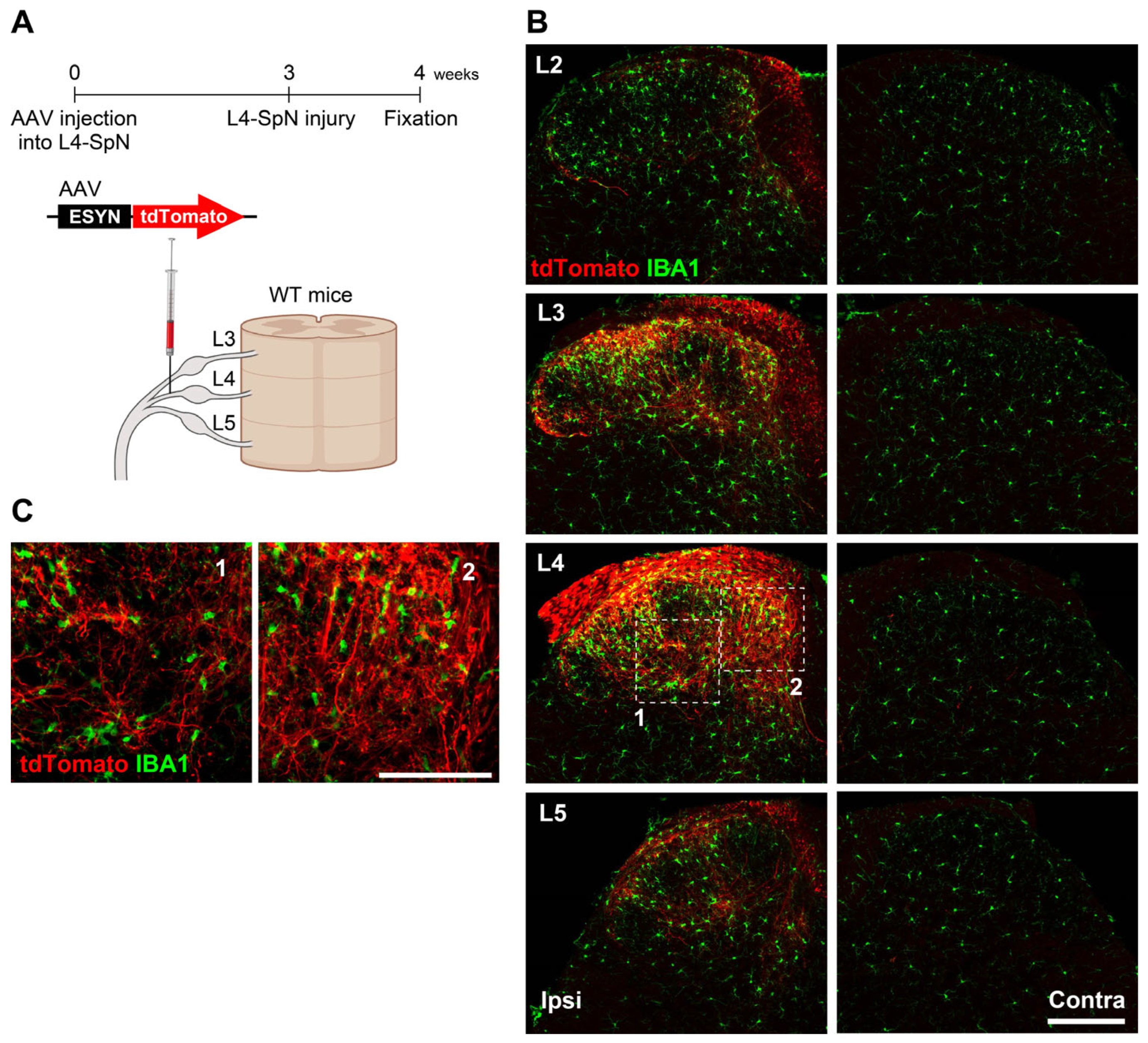 Cells 14 00666 g002 Cells 14 00666 g002