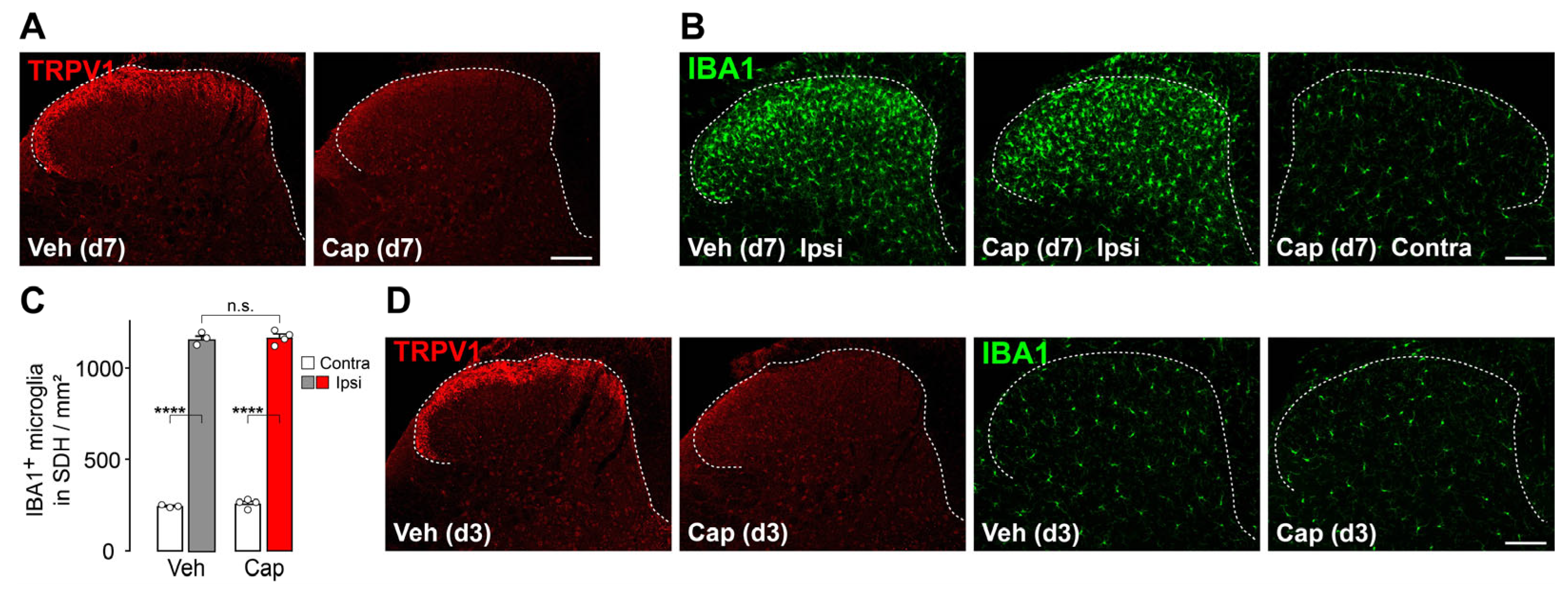 Cells 14 00666 g003 Cells 14 00666 g003