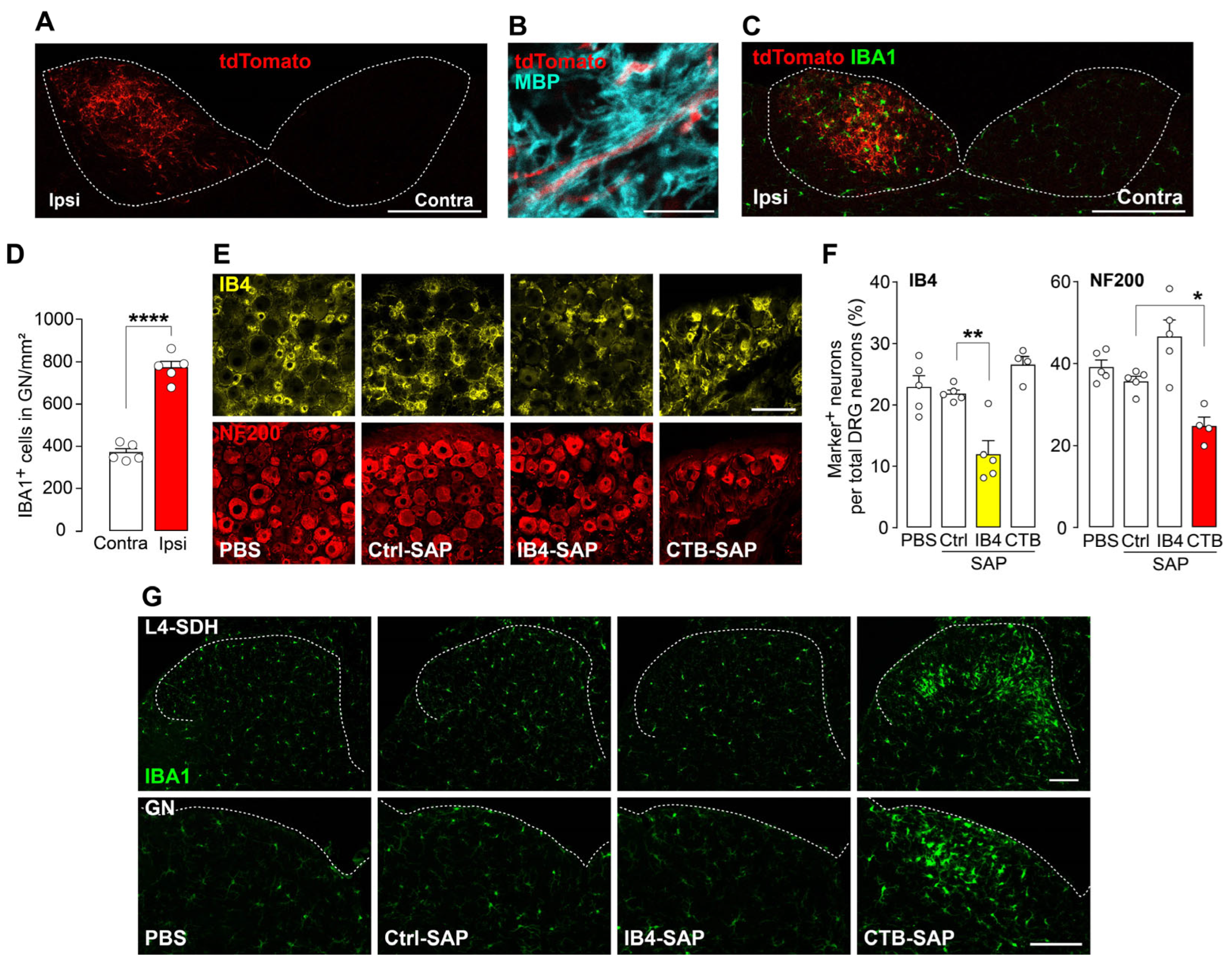 Cells 14 00666 g004 Cells 14 00666 g004