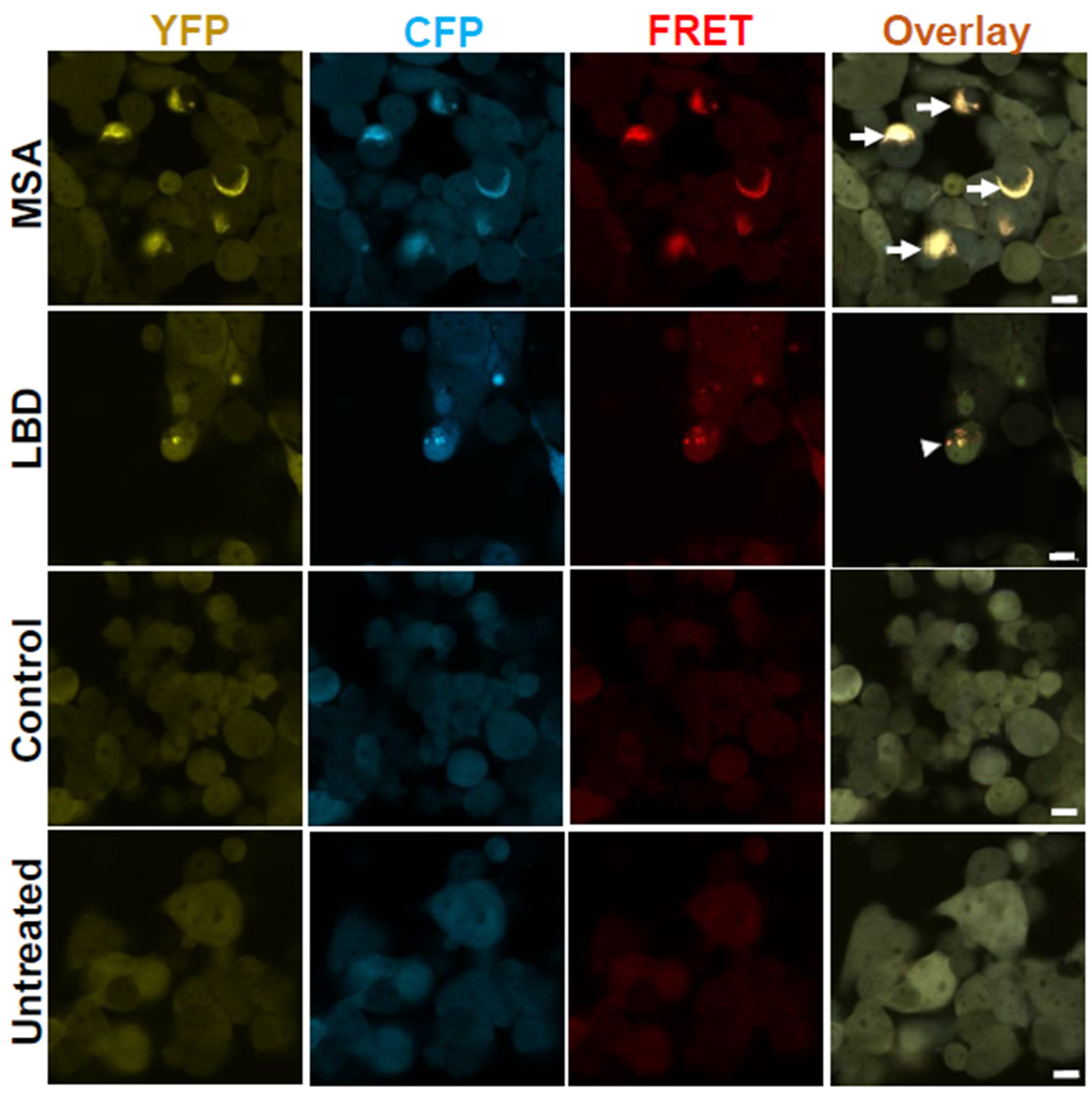 Cells 14 00684 g002 Cells 14 00684 g002