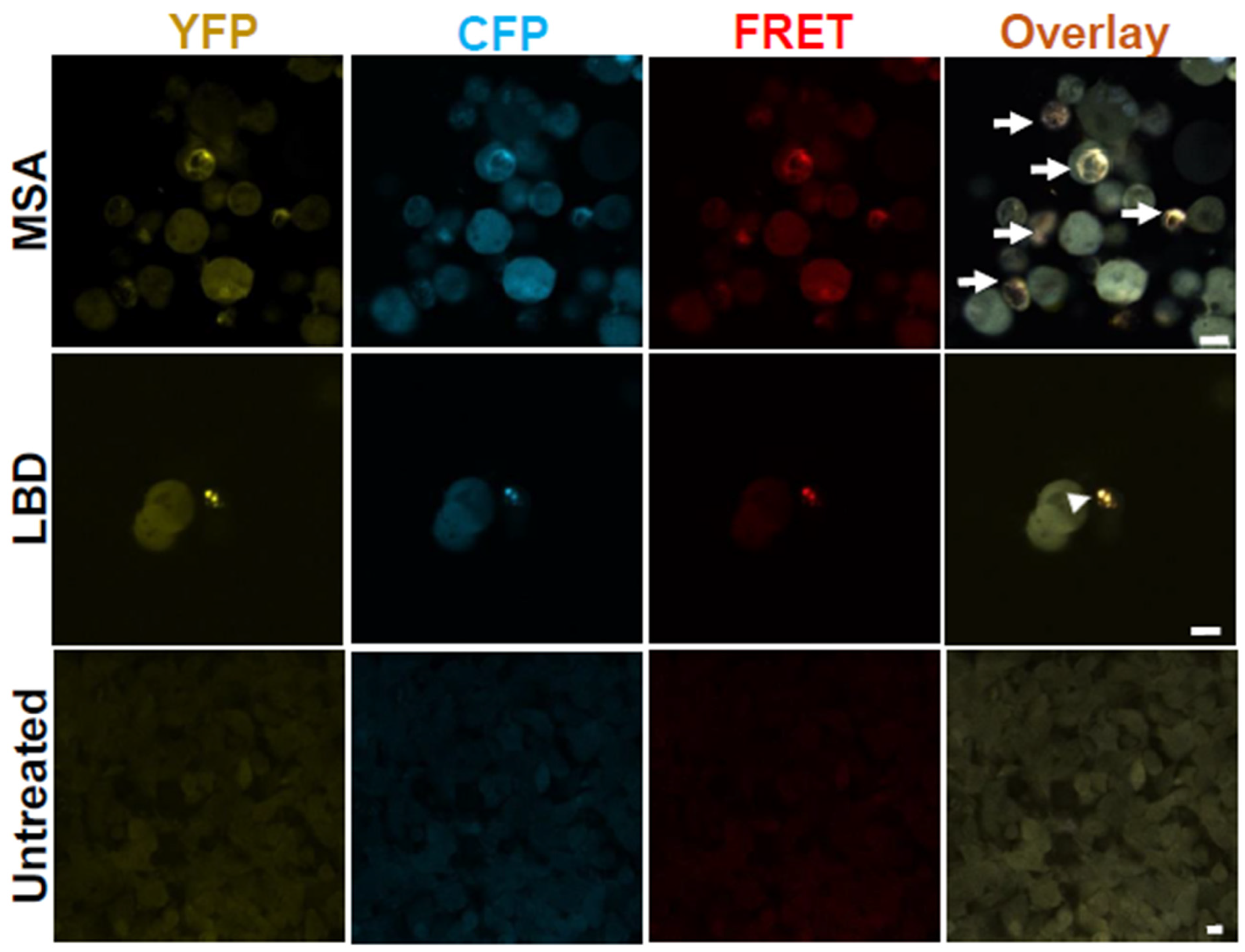Cells 14 00684 g003 Cells 14 00684 g003
