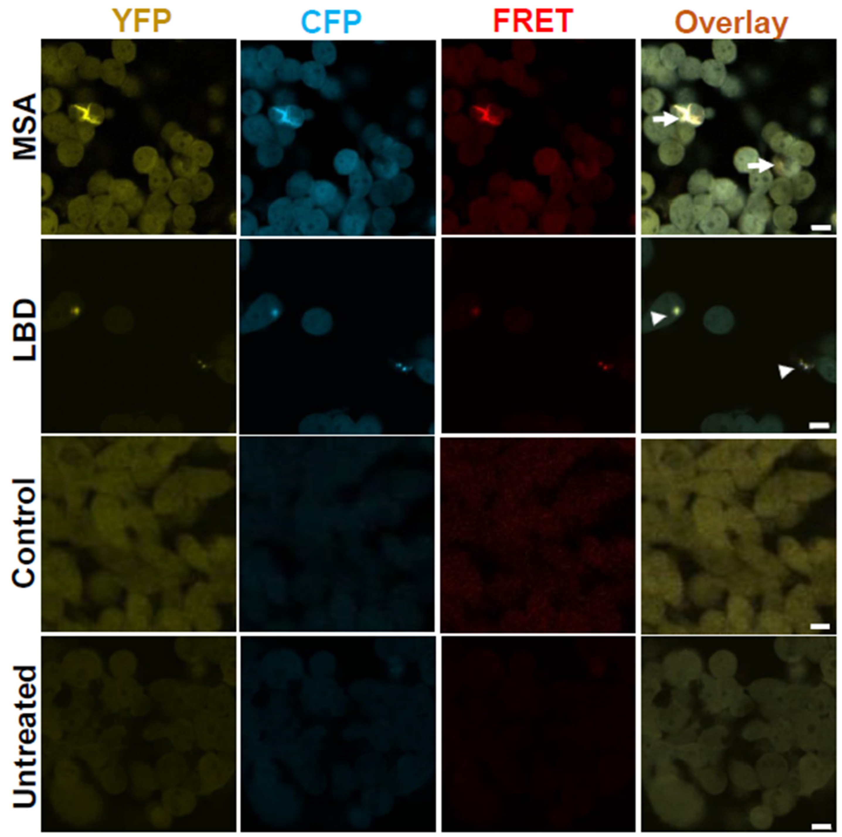 Cells 14 00684 g004 Cells 14 00684 g004