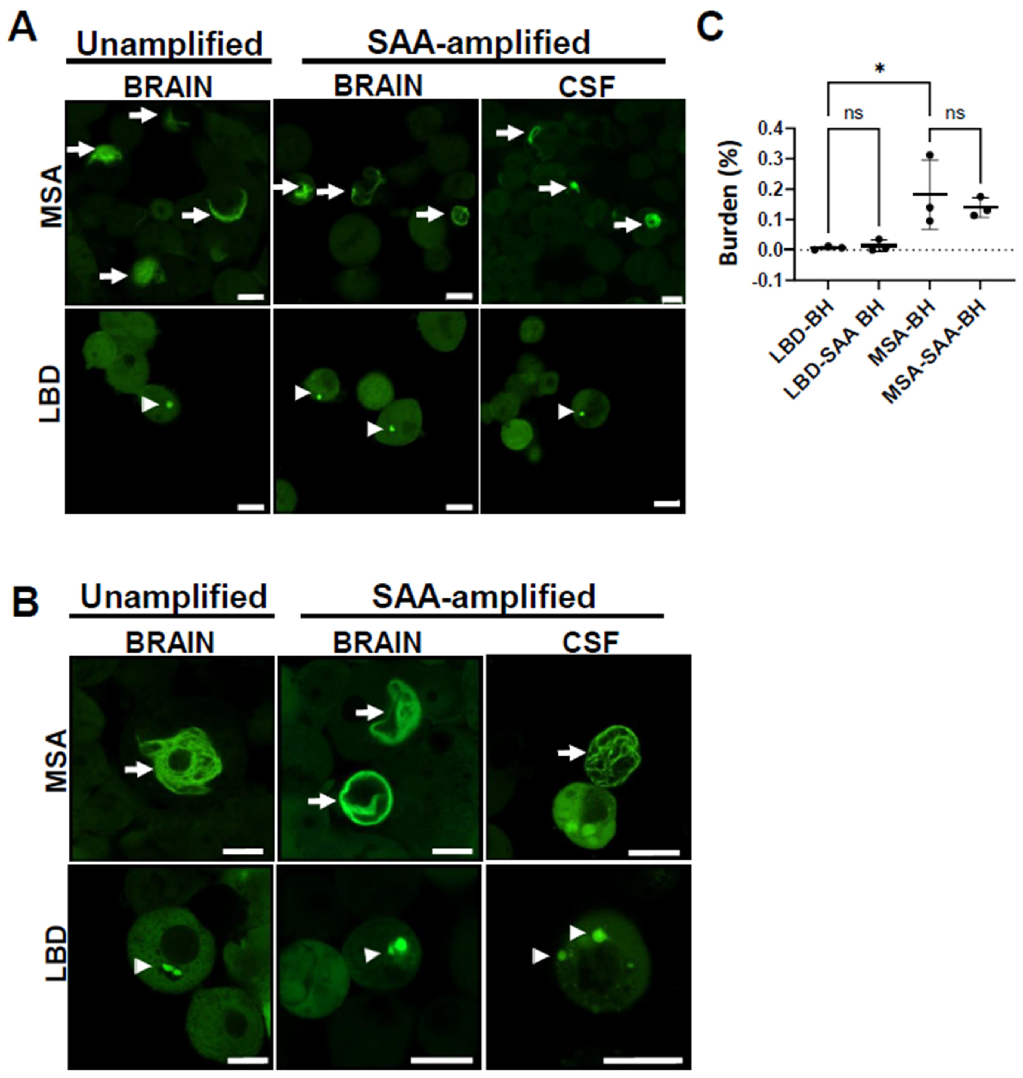 Cells 14 00684 g005 Cells 14 00684 g005